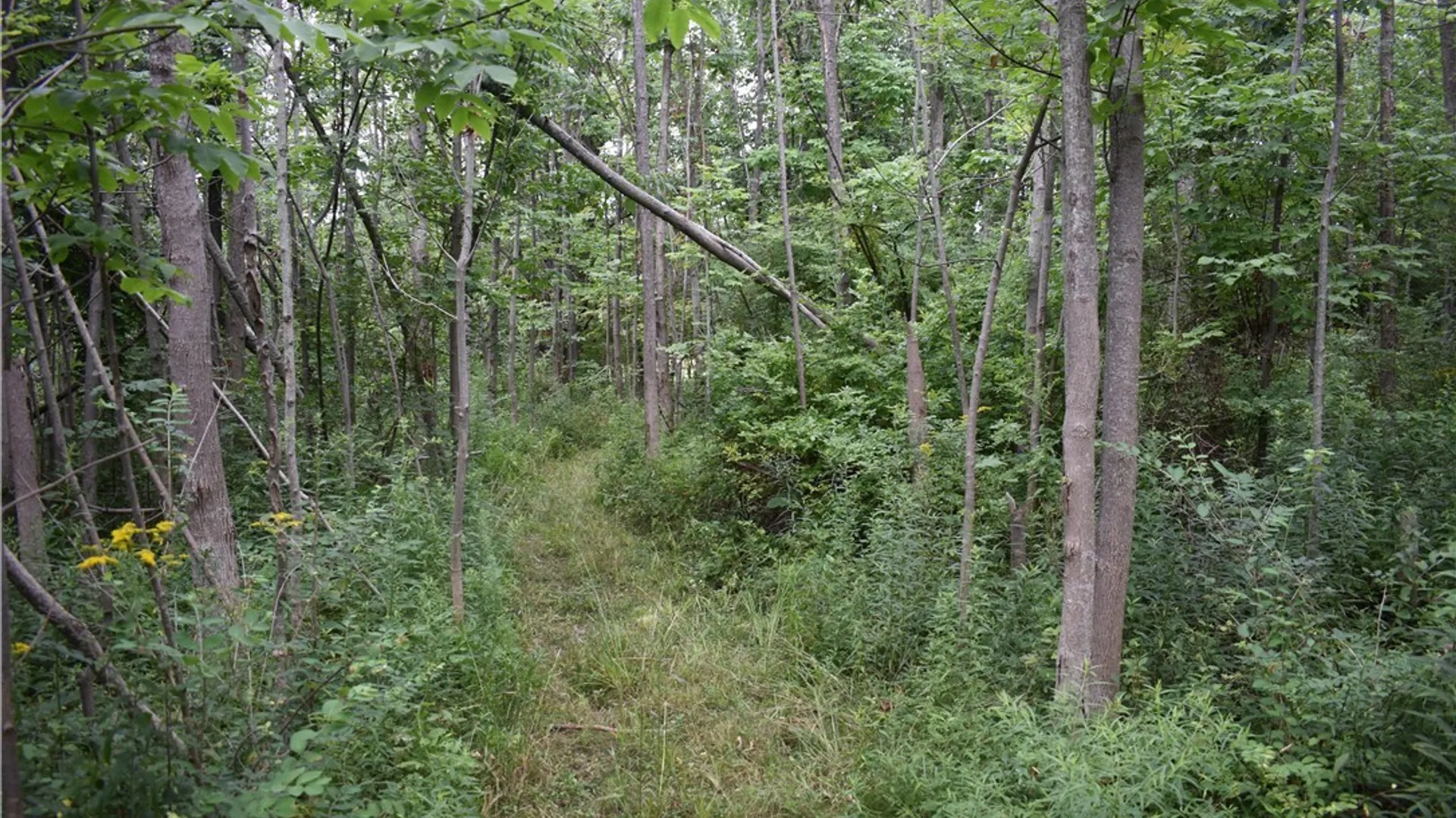 Property at Vermont Hill, Holland, NY 14080 12