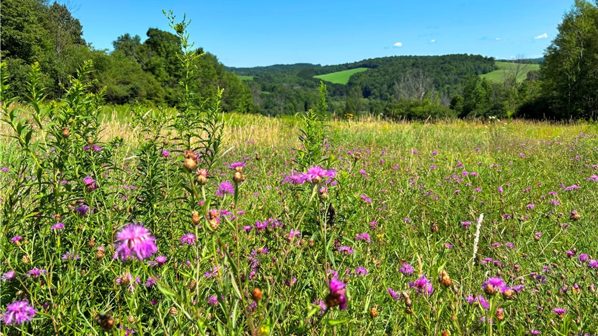 Property at Lot 20.111 Billings Hill Road Road, Lebanon, NY 13334 5