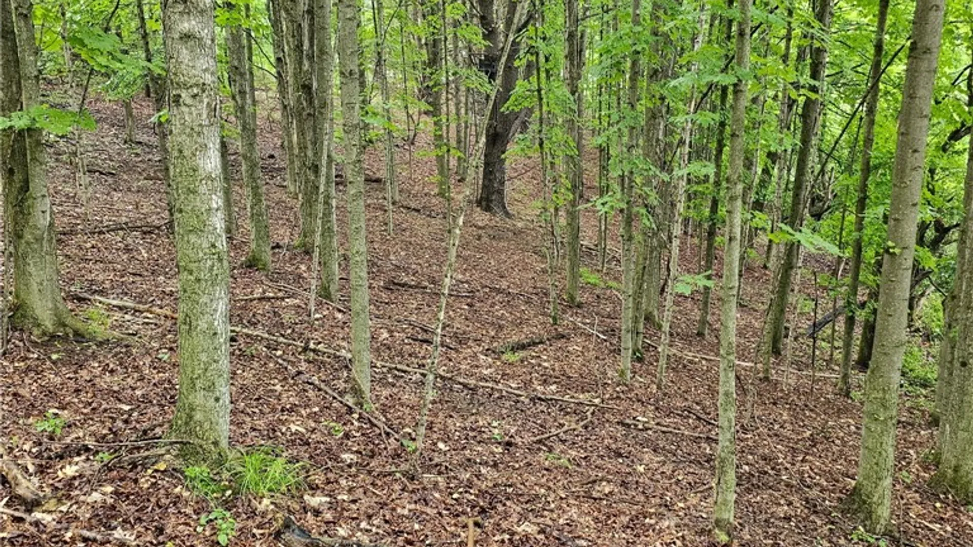 Property at Co Rd 15, Granger, NY 14735 12