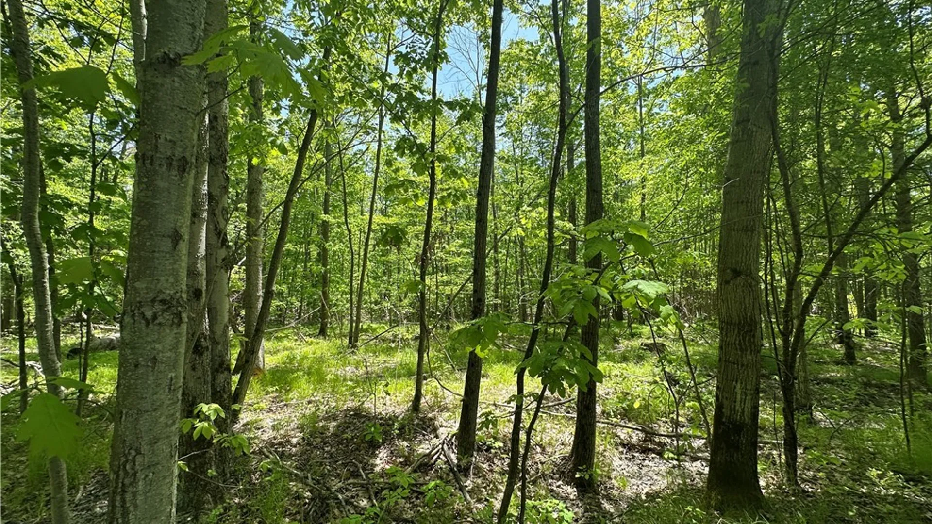 Property at River Road, Amity, NY 14813 14