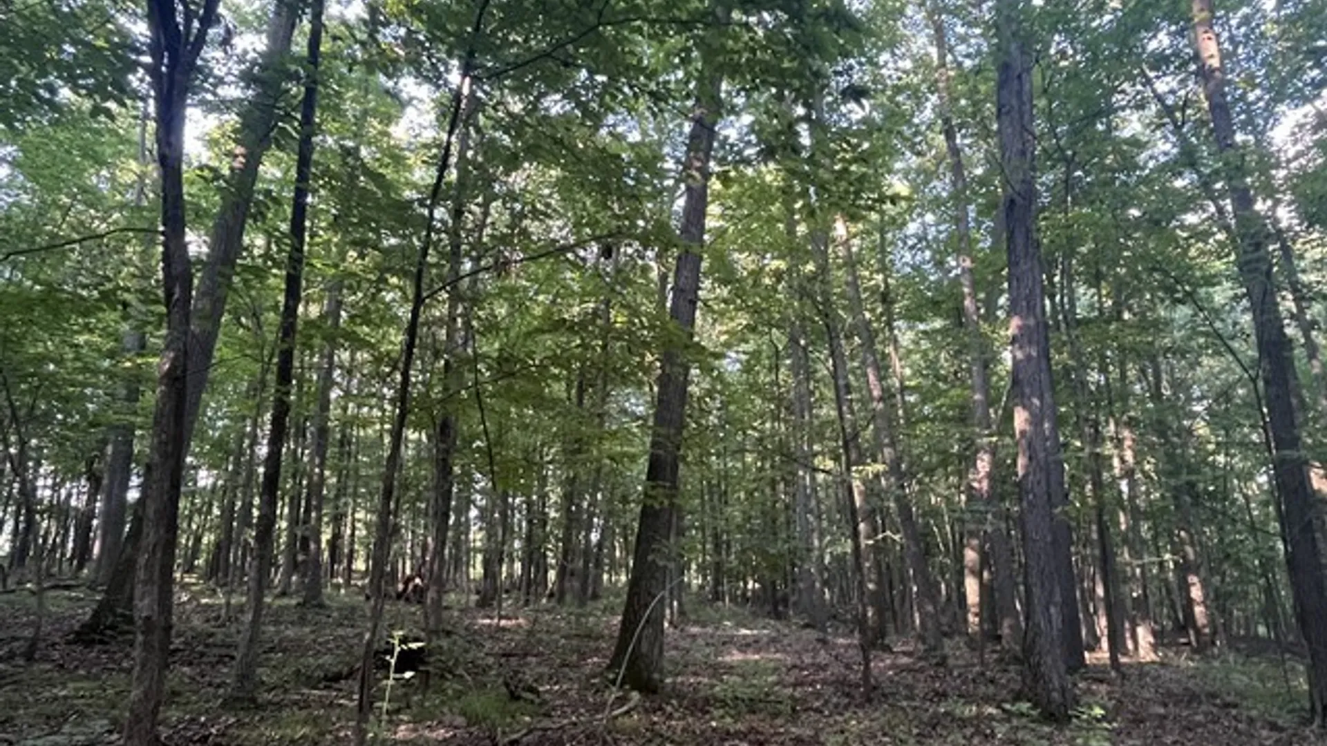 Property at Rt-408, Nunda, NY 14517 3