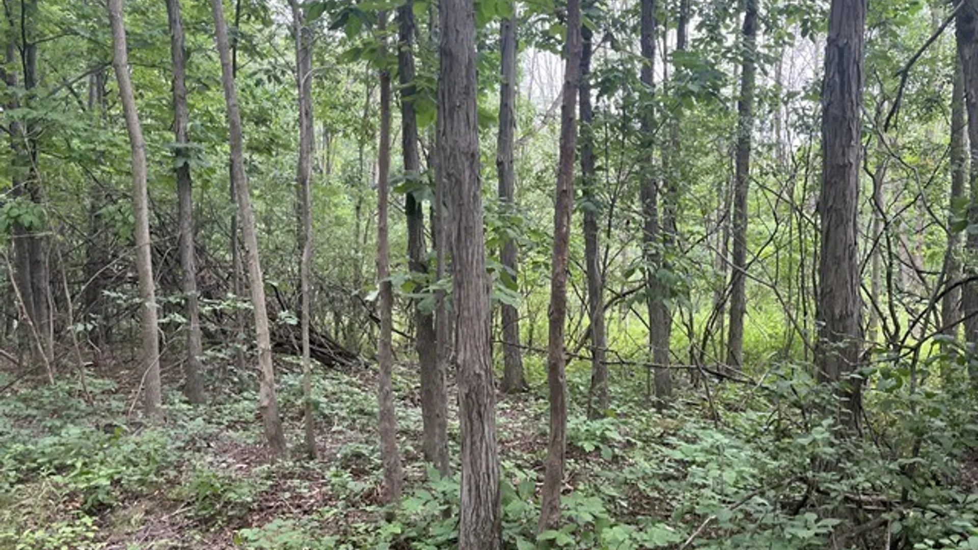 Property at Rt-408, Nunda, NY 14517 5