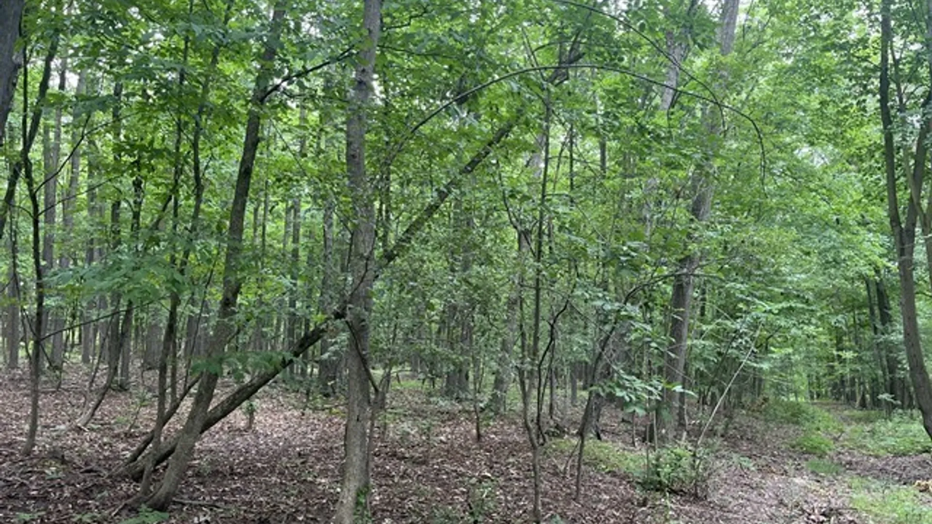 Property at Rt-408, Nunda, NY 14517 7