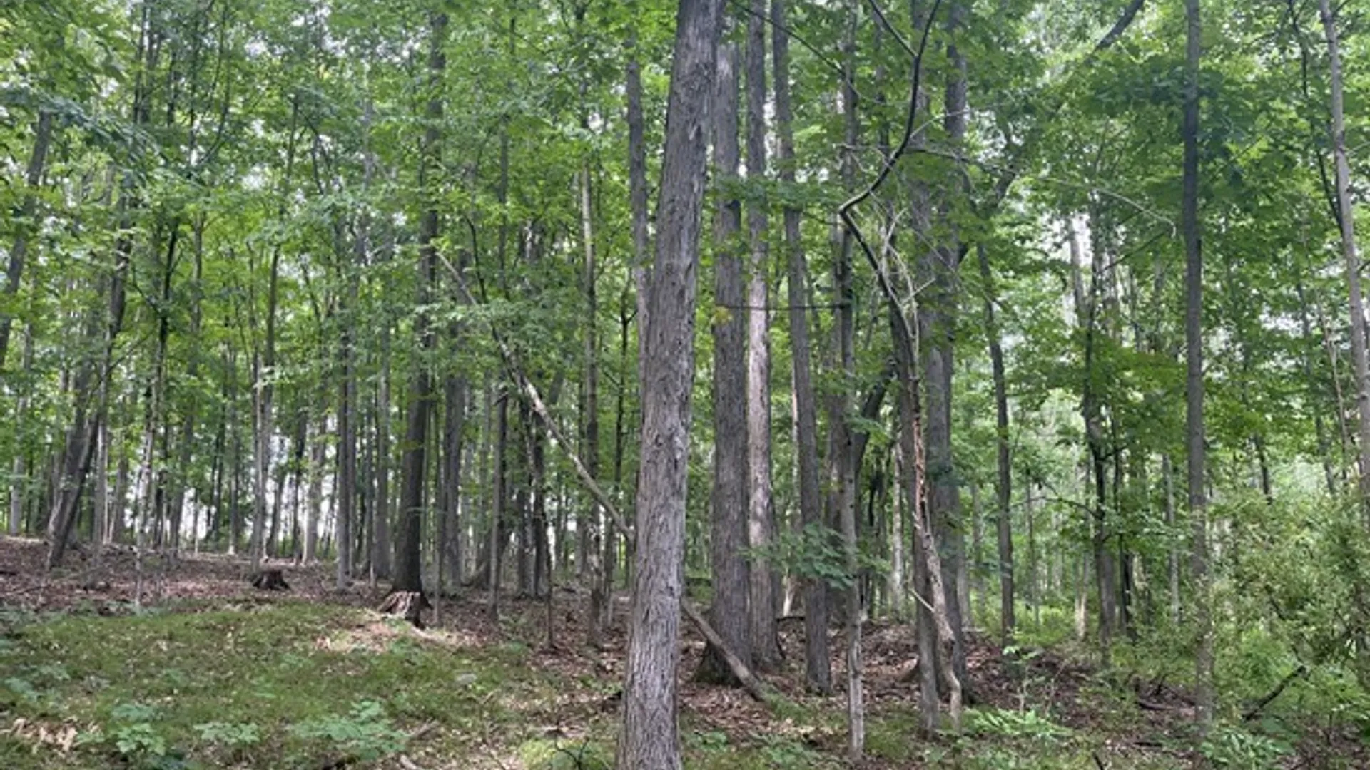 Property at Rt-408, Nunda, NY 14517 9