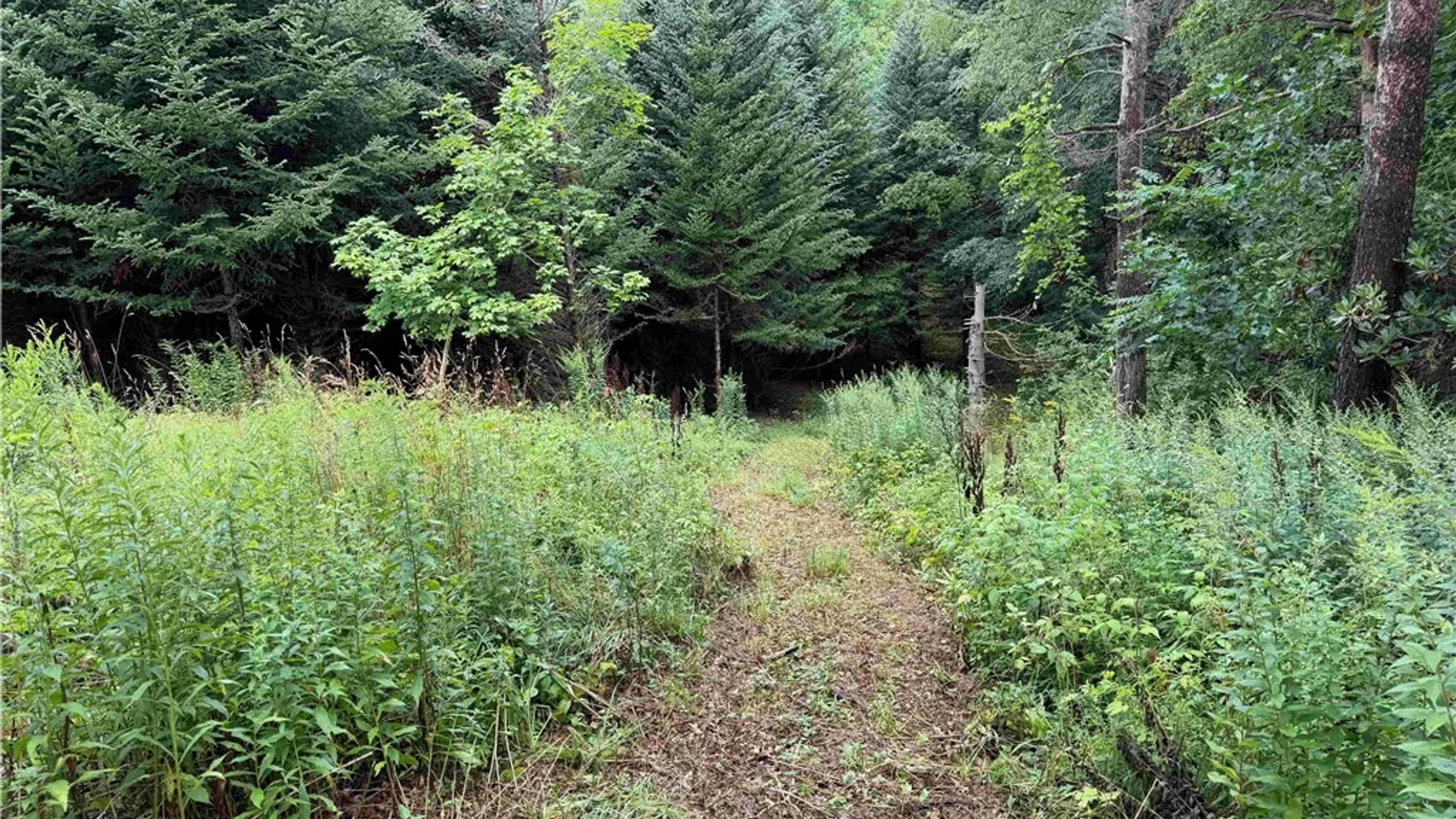 Property at Mill Street, Collins, NY 14034 17