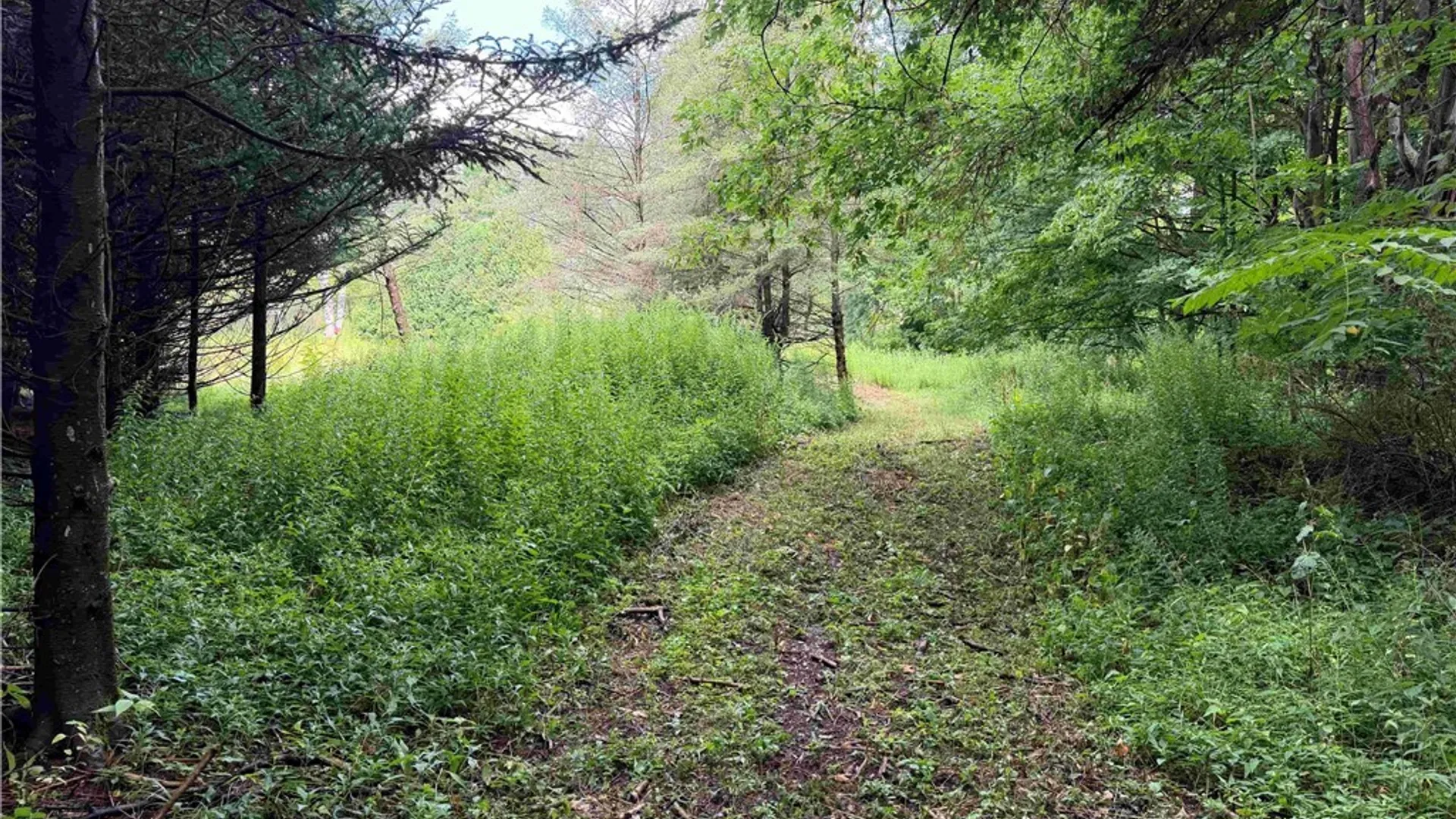 Property at Mill Street, Collins, NY 14034 18