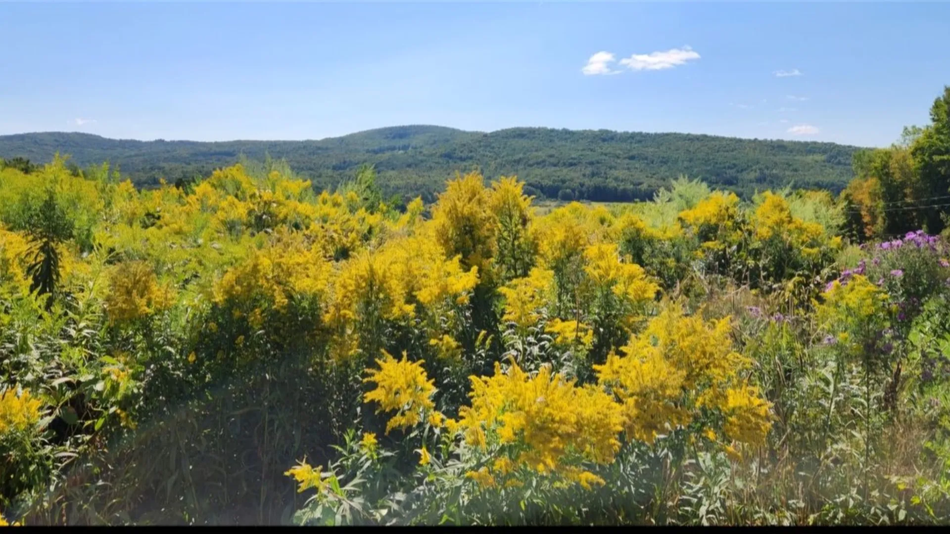 Property at 503 N Harpersfield Road, Jefferson, NY 12093 16