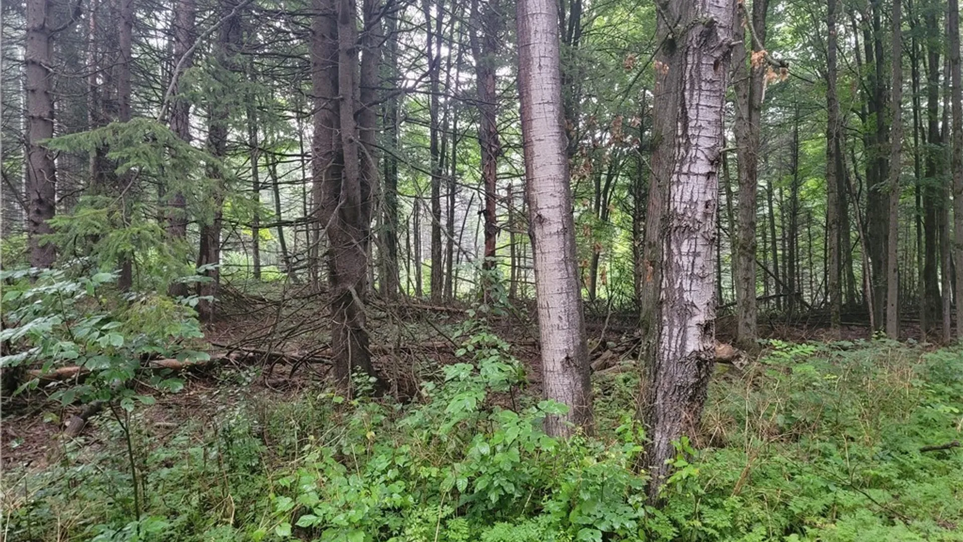 Property at 0 Wade Hill Road, Ellington, NY 14740 9