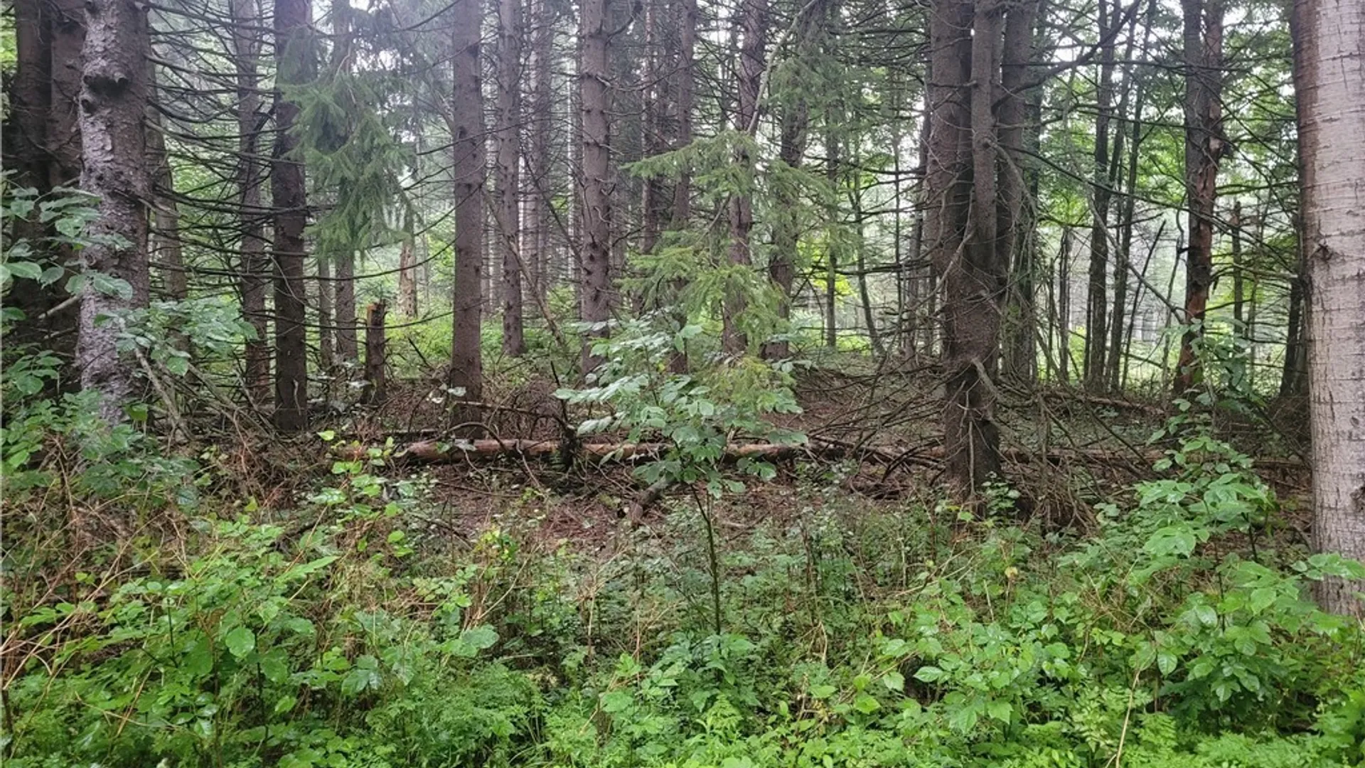 Property at 0 Wade Hill Road, Ellington, NY 14740 10