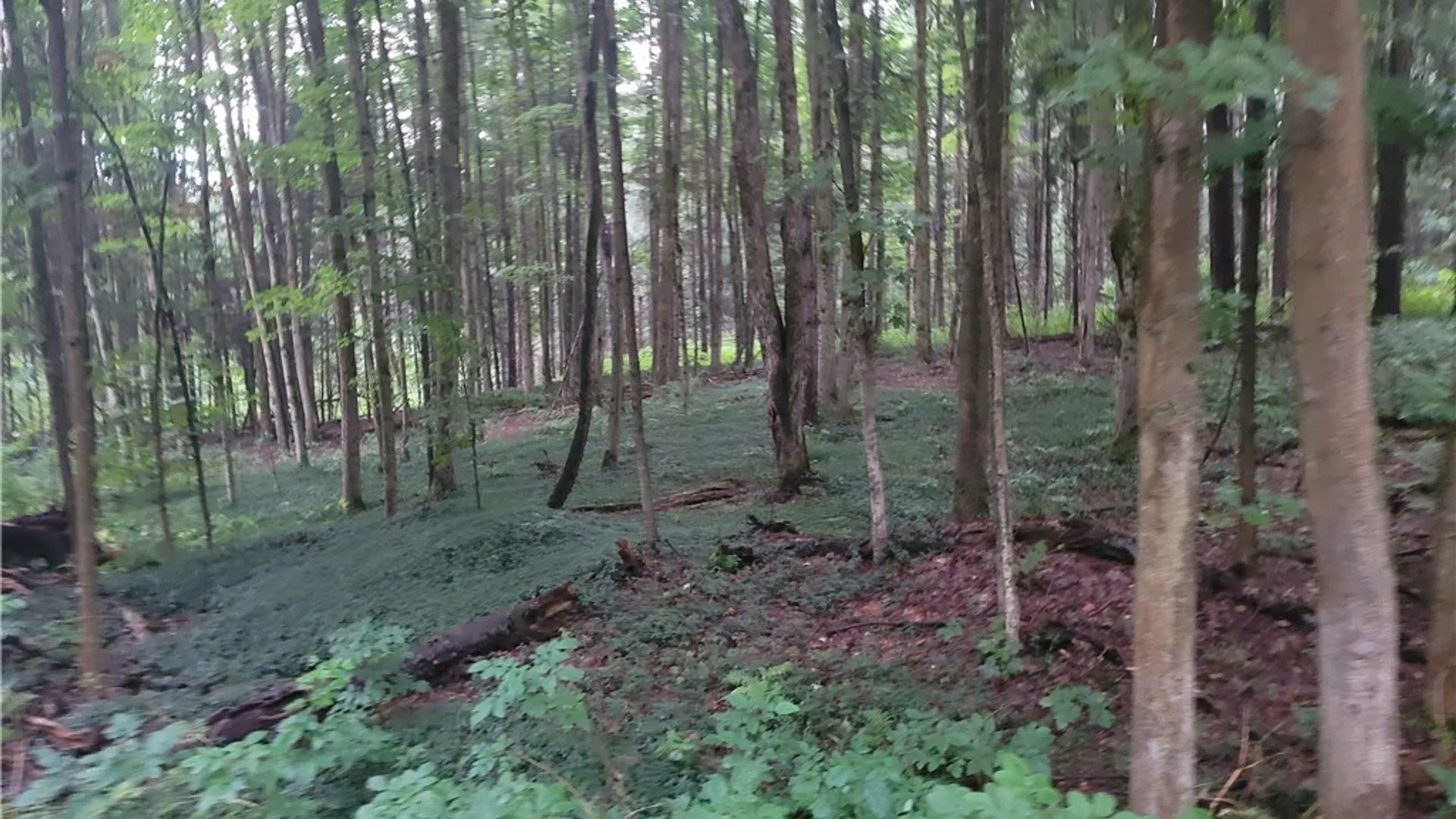 Property at 0 Wade Hill Road, Ellington, NY 14740 11