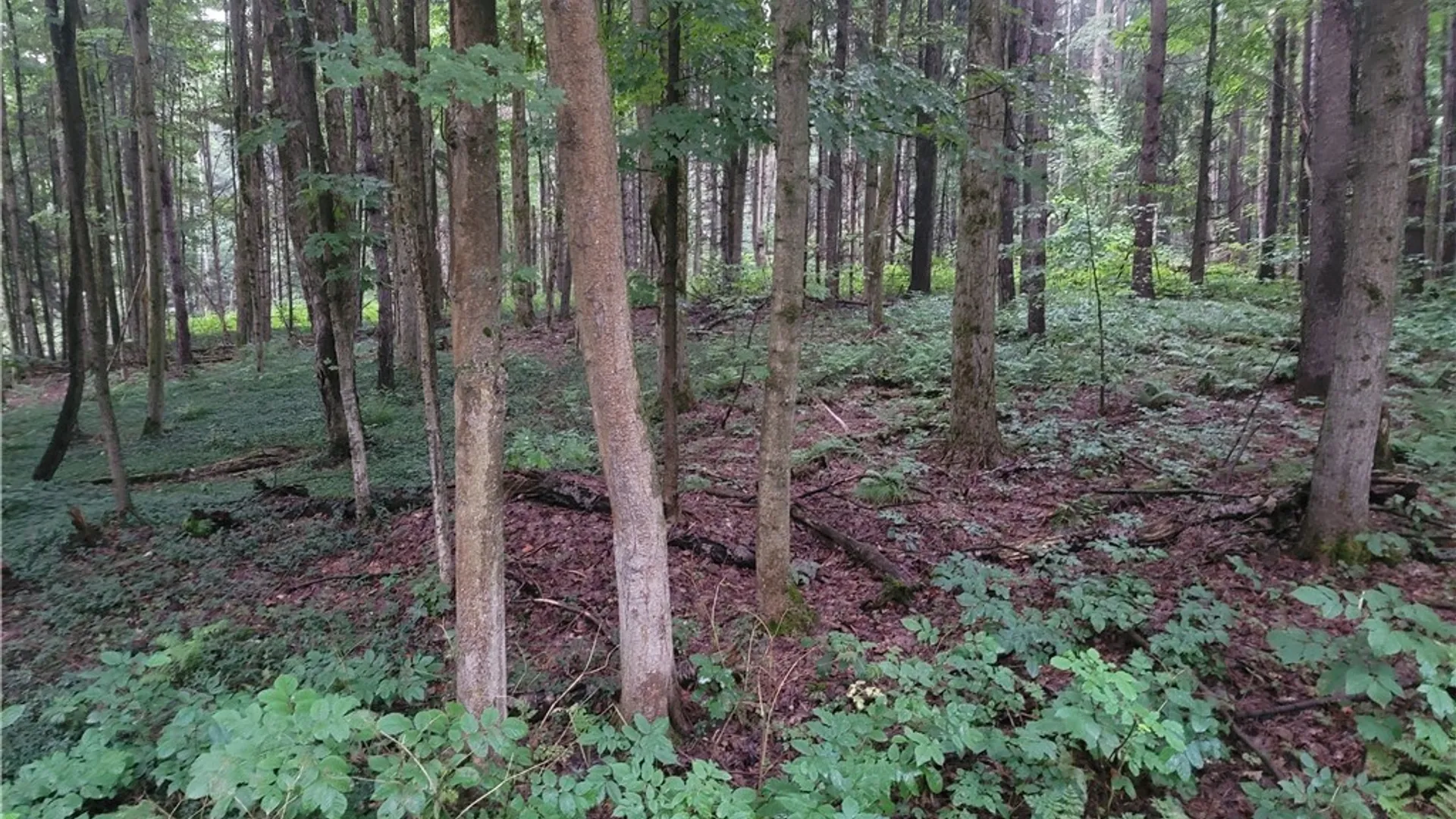 Property at 0 Wade Hill Road, Ellington, NY 14740 12