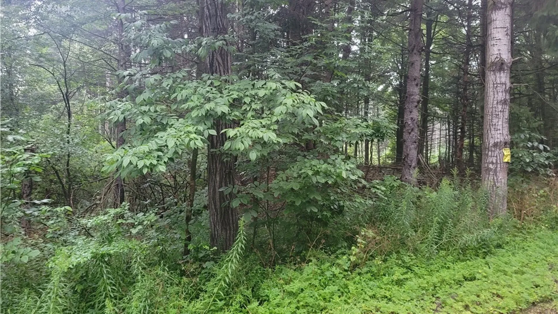 Property at 0 Wade Hill Road, Ellington, NY 14740 14