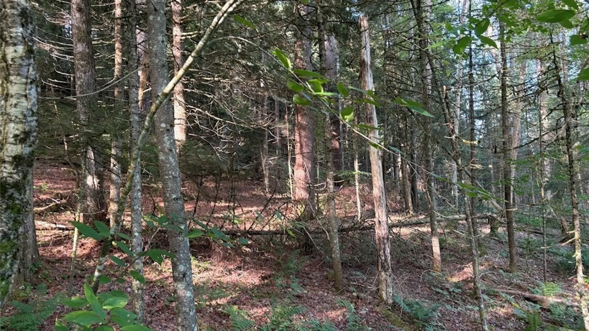 Property at 0 Harvey Bridge Road, Ohio, NY 13324 4