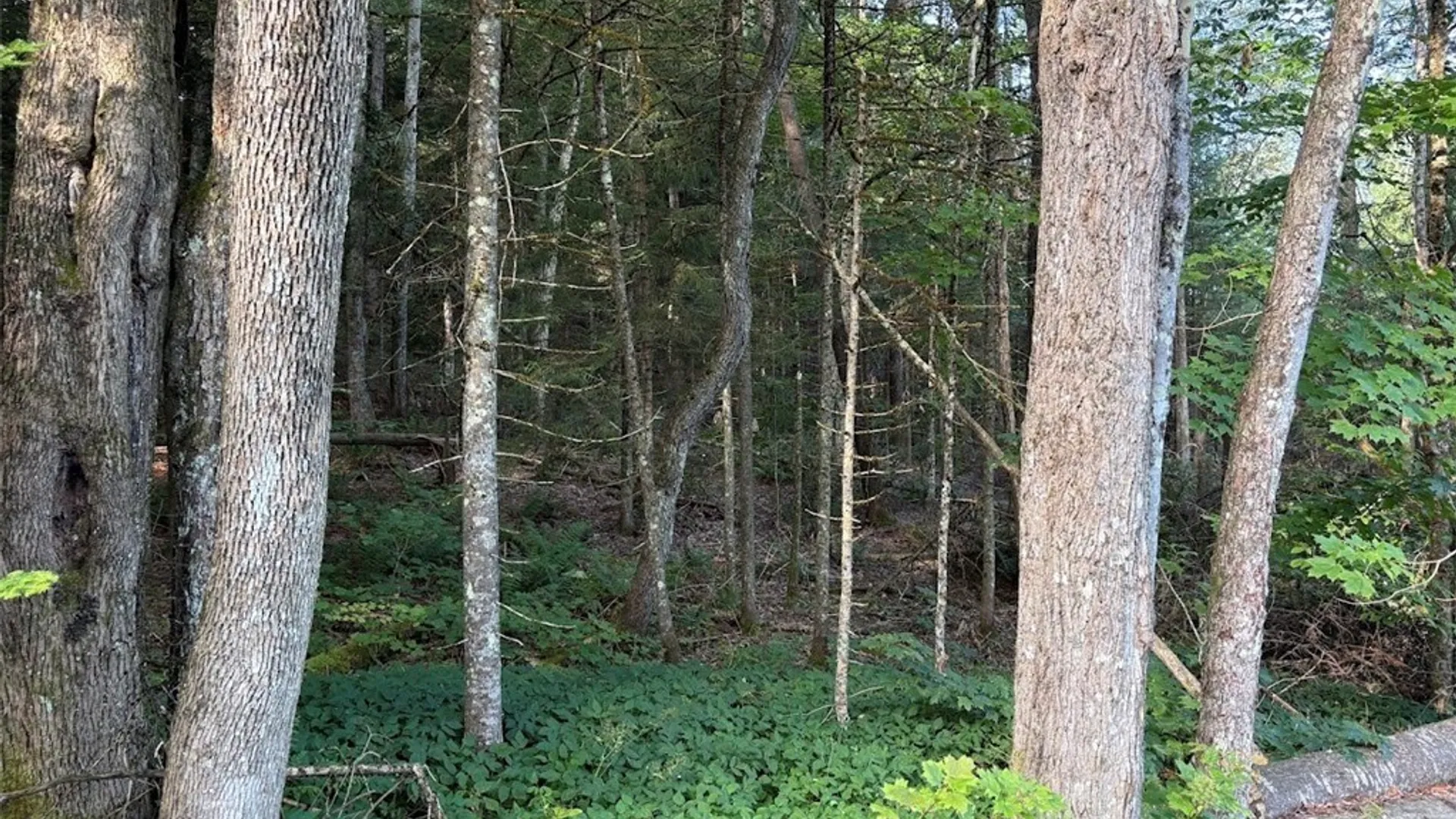 Property at 0 Harvey Bridge Road, Ohio, NY 13324 3