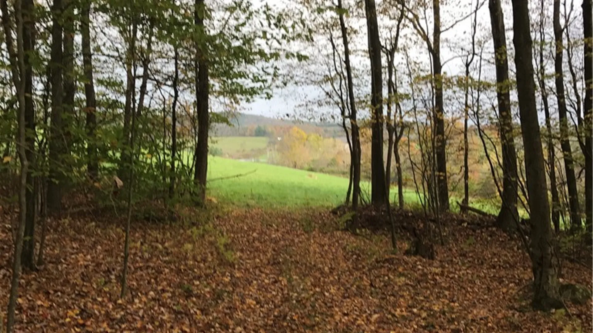 Property at 174 Fred Braun Road, Unadilla, NY 13849 22