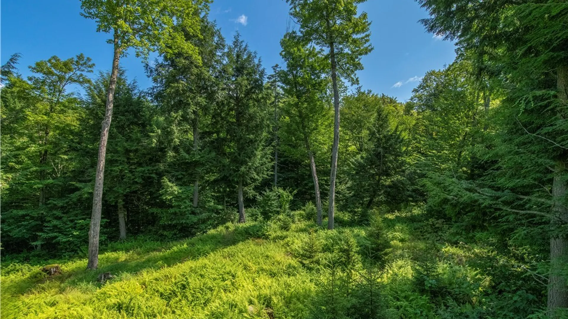 Property at 461 Billy Hamlin Road, Ohio, NY 13324 47