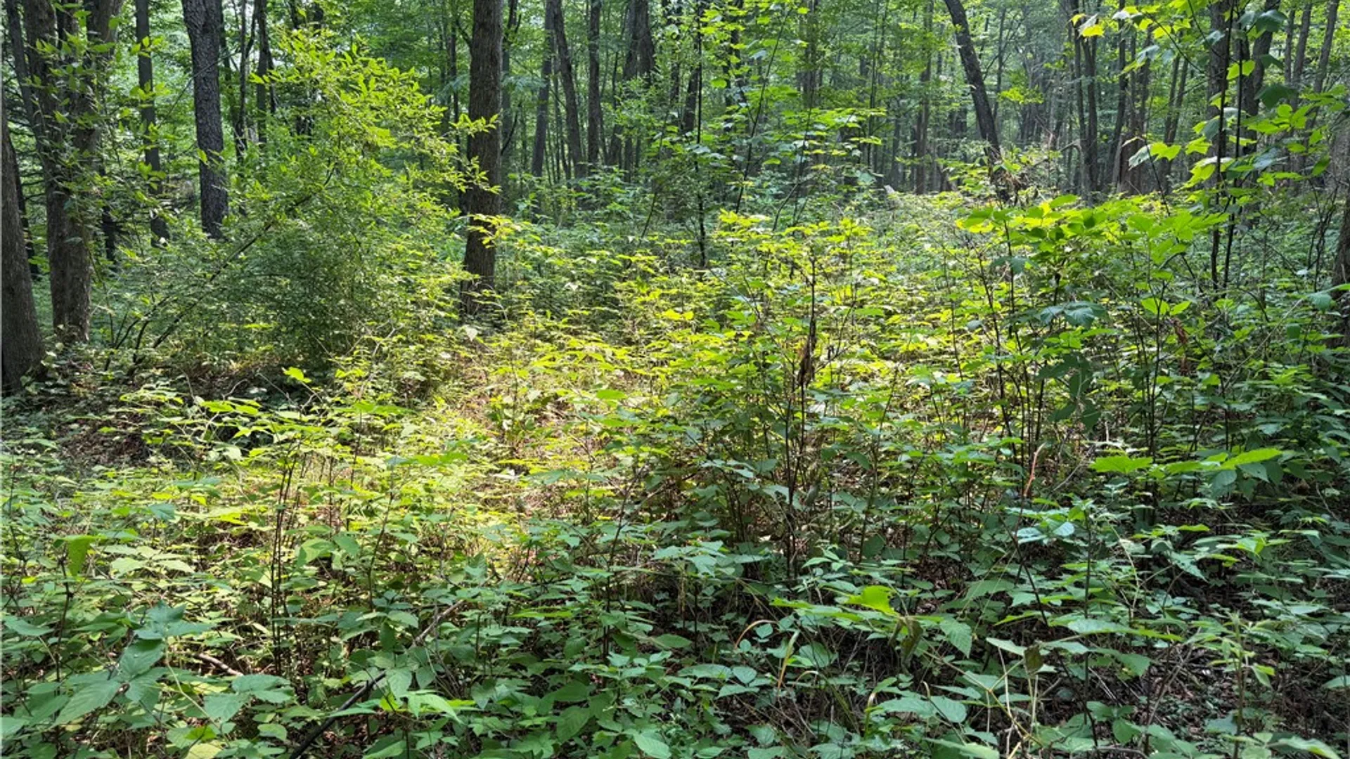 Property at WP01 Starr Road, Thurston, NY 14821 37