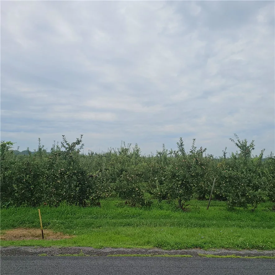 Property at 3120 Densmore Road, Gaines, NY 14411