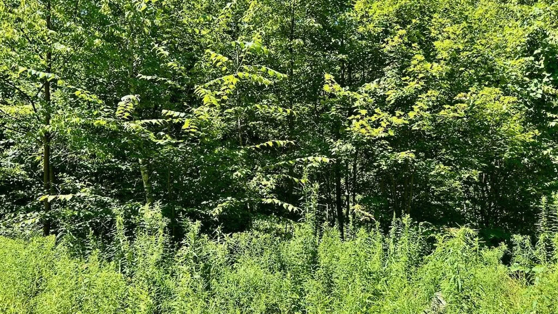 Property at 0 Hillsborough Road, Amboy, NY 13316 9