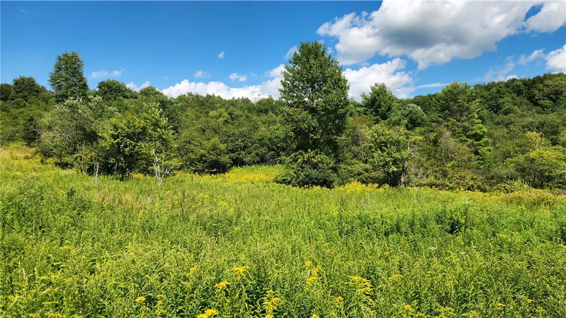 Property at 351 Clancy Road, Greenwood, NY 14806 41