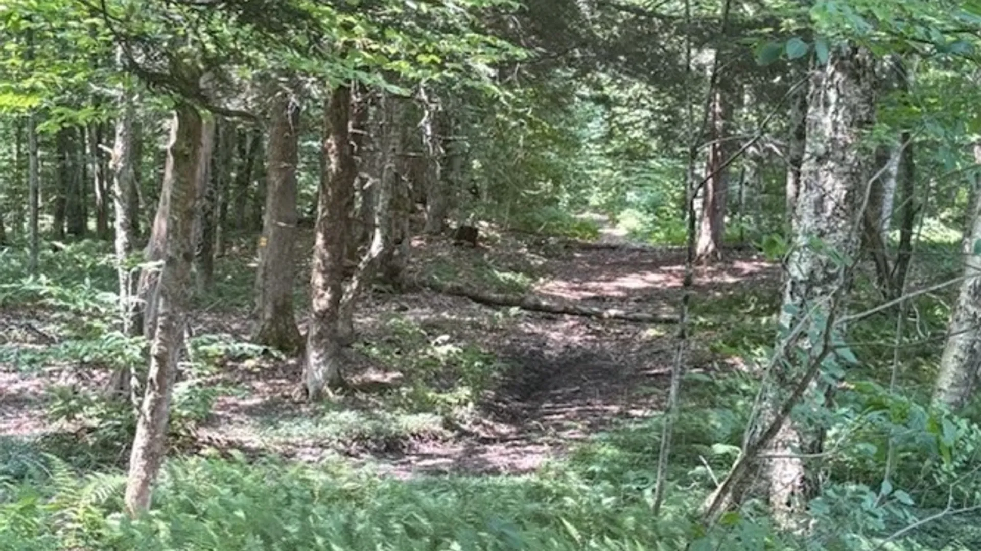 Property at 445 County Route 2, Redfield, NY 13437 5