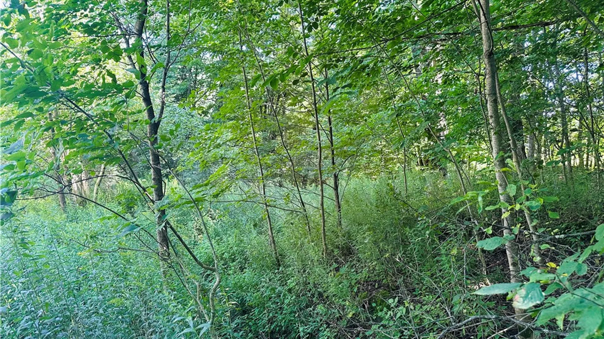 Property at 287 Dirt Road, Delhi, NY 13752 5