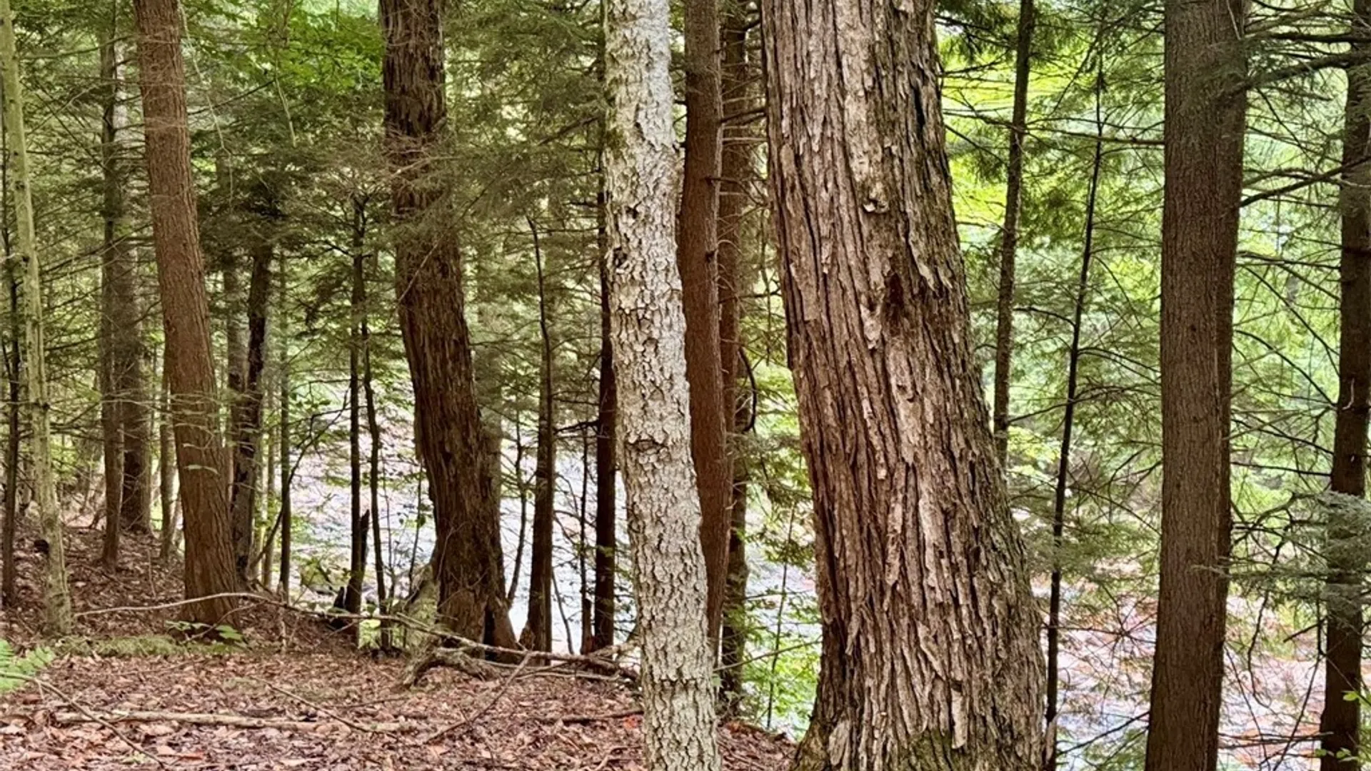 Property at Donnattsburg Road, Greig, NY 13345 4