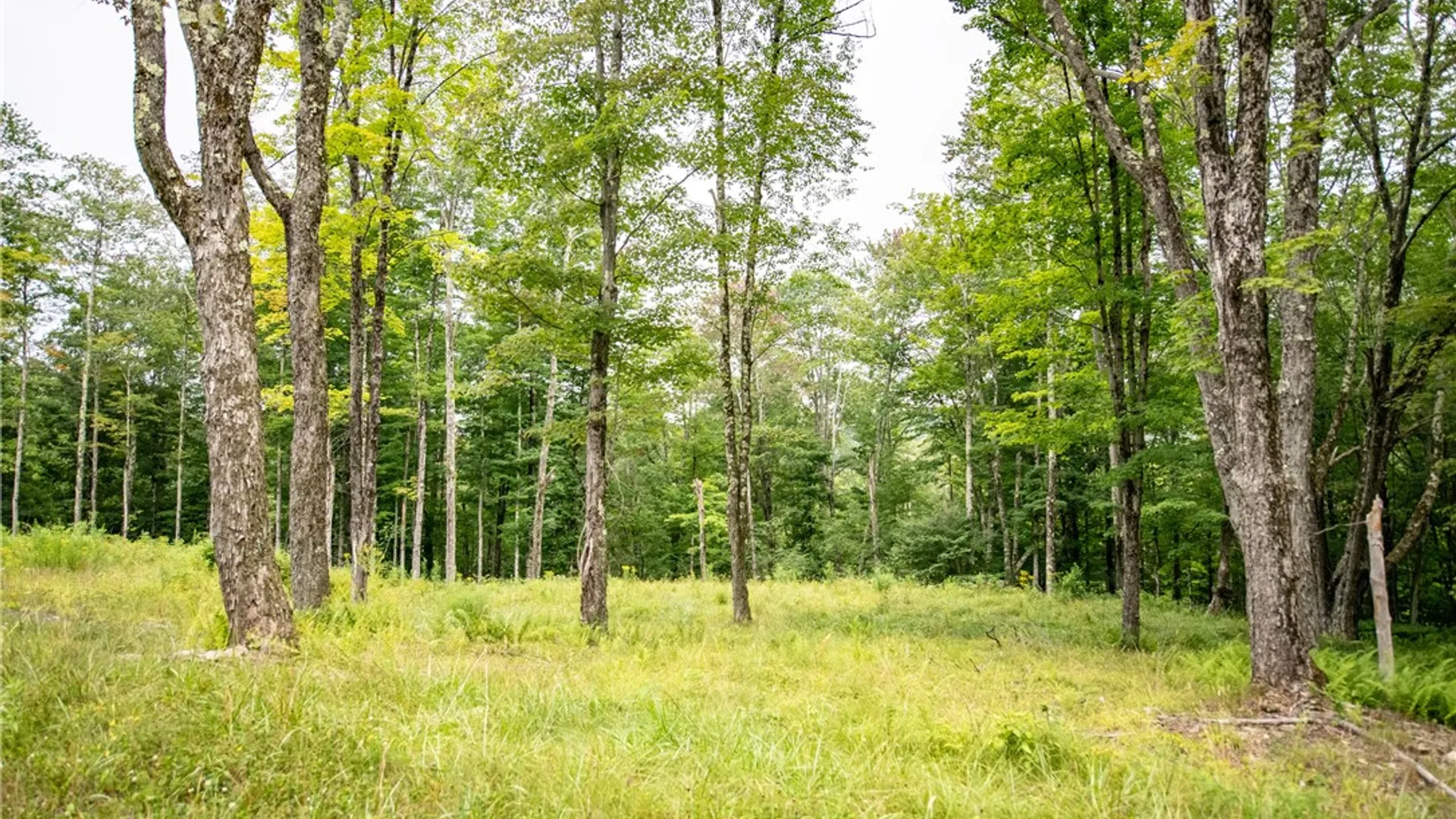 Property at Lot 8 Beaver Creek Hollow Road, Andes, NY 13752 4