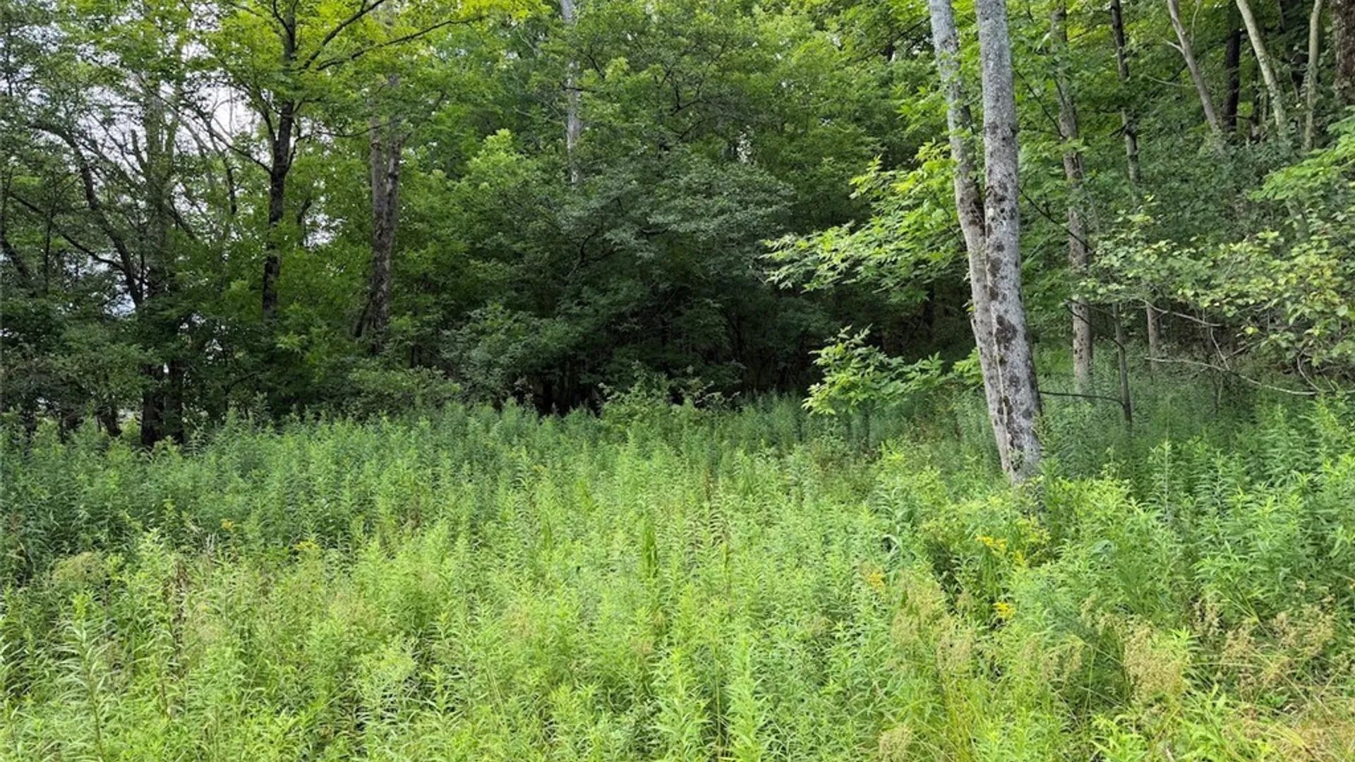 Property at NY-275, Bolivar, NY 14715 6