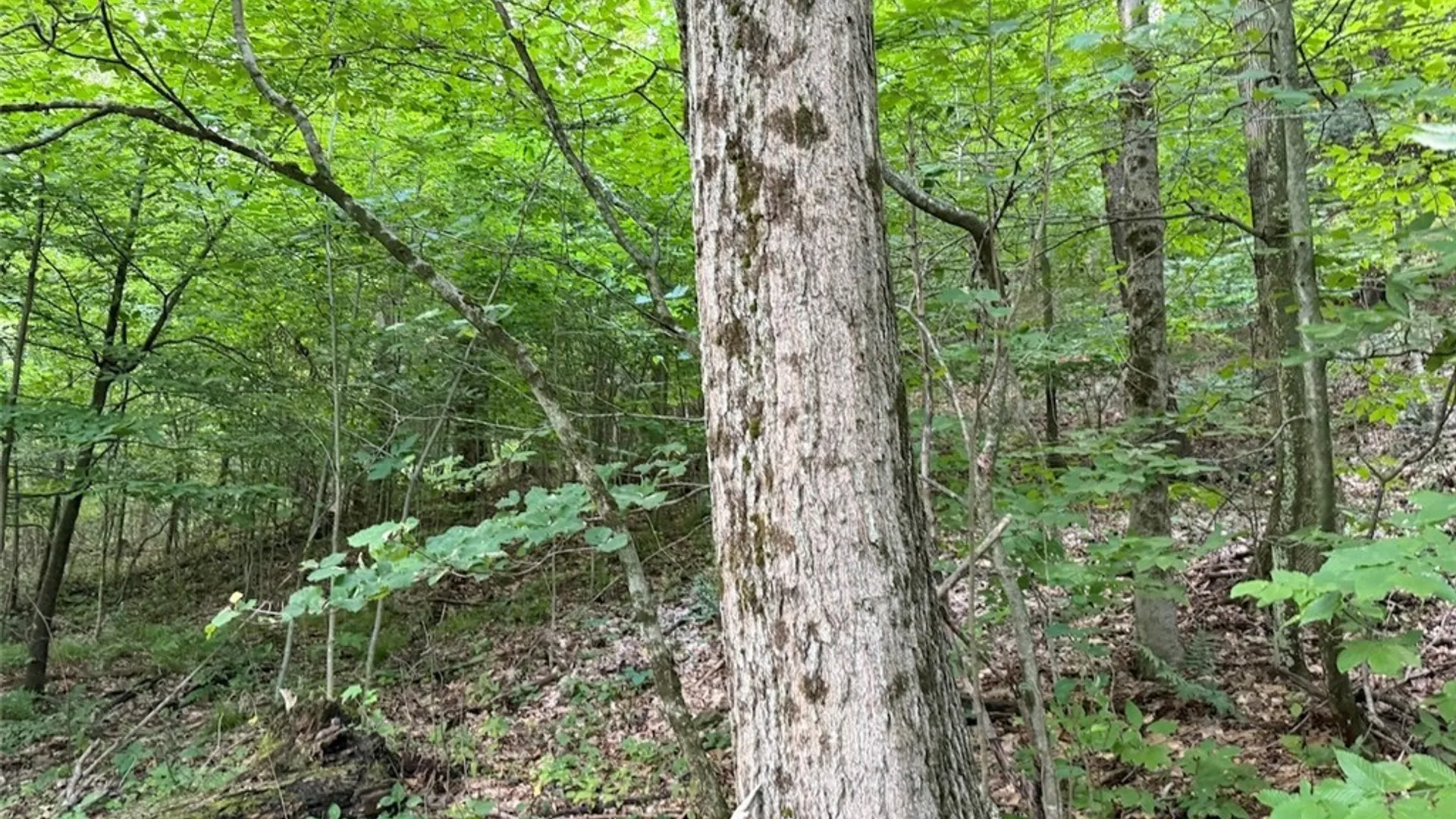 Property at NY-275, Bolivar, NY 14715 8