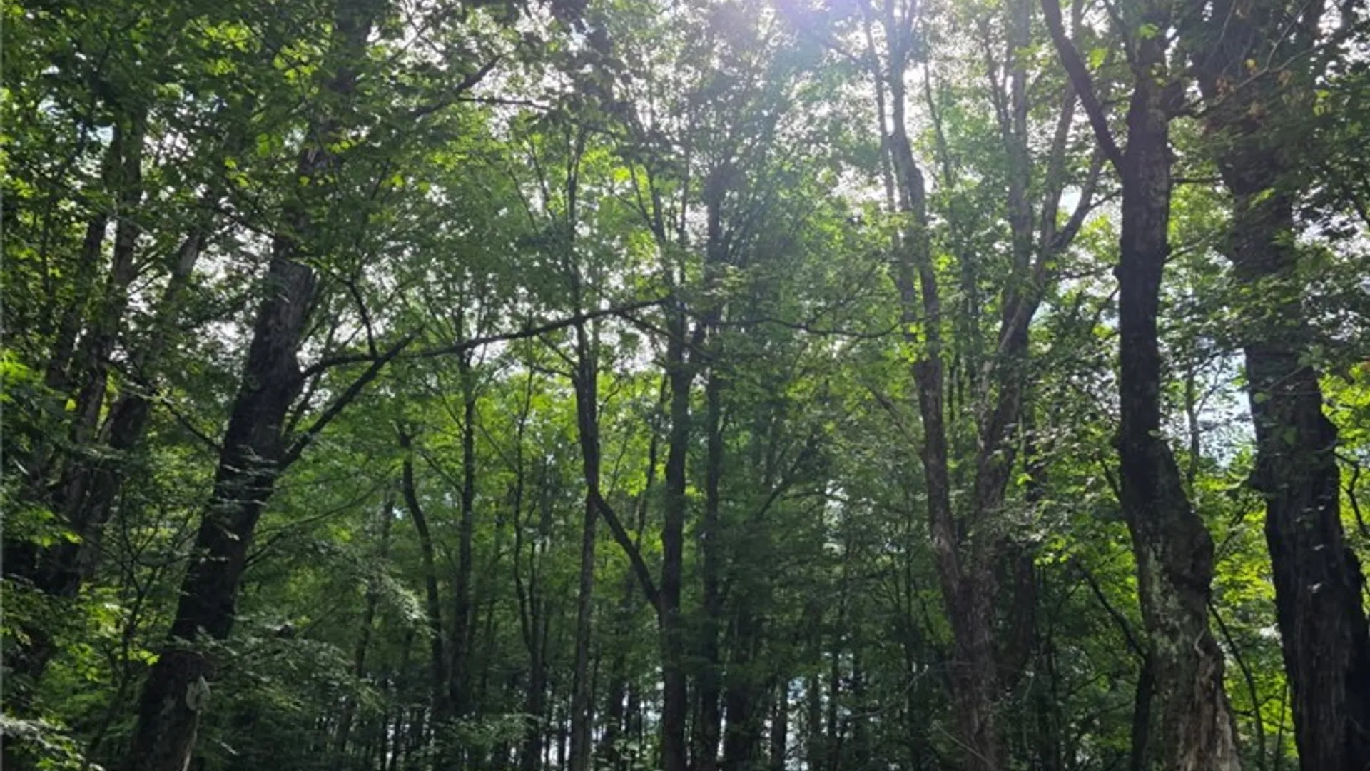 Property at 187 Franskevicz Road, Hancock, NY 13783 5