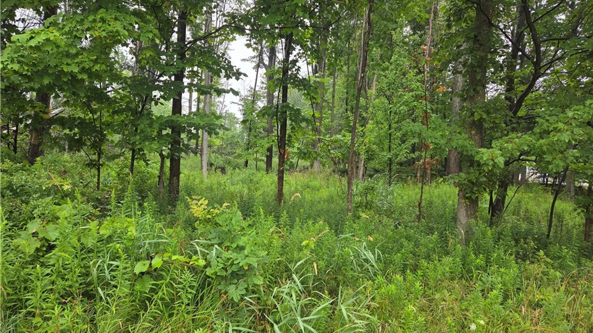 Property at Lot 1 Darien Road, Colden, NY 14033 3