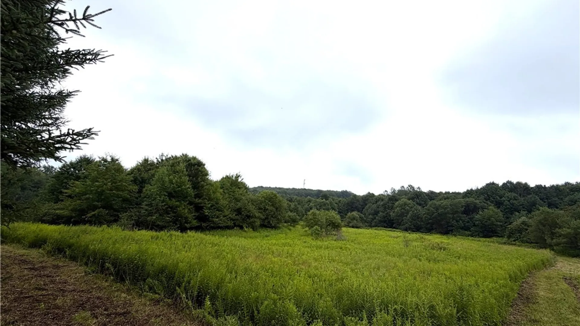Property at 10005 Sawmill Run Road, Napoli, NY 14755 29