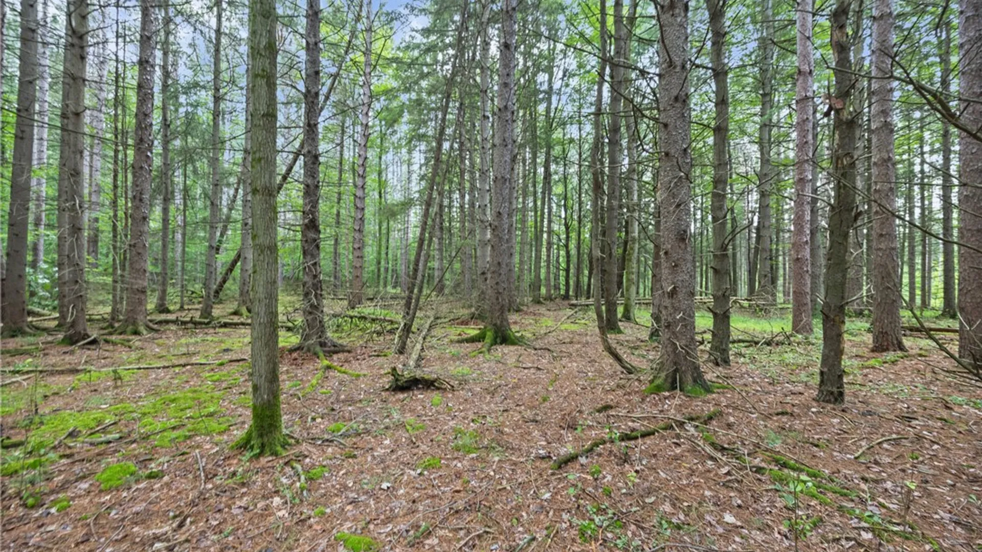 Property at 700-728 Big Oak Lane, Burns, NY 14822 29