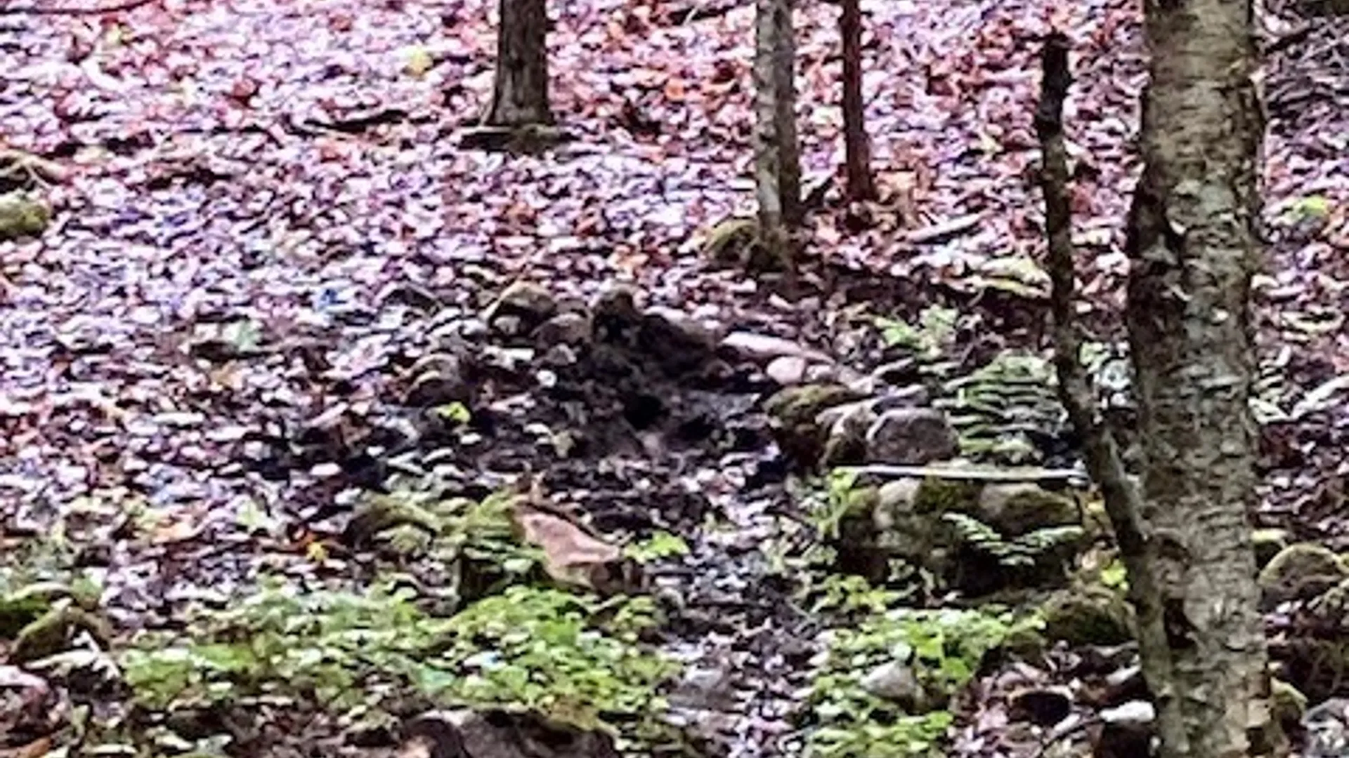 Property at Hemlock Drive, Watson, NY 13367 21