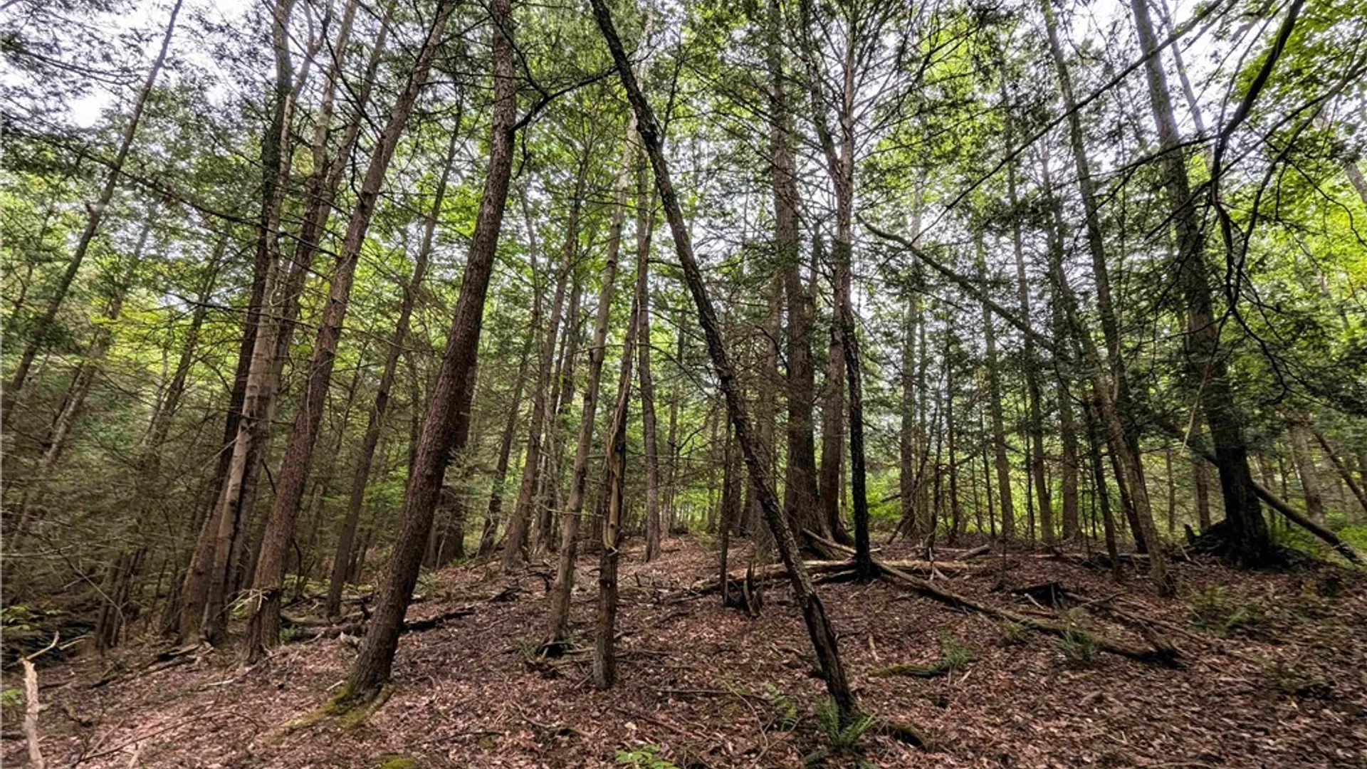 Property at Stewart Road, Tuscarora, NY 14801 23