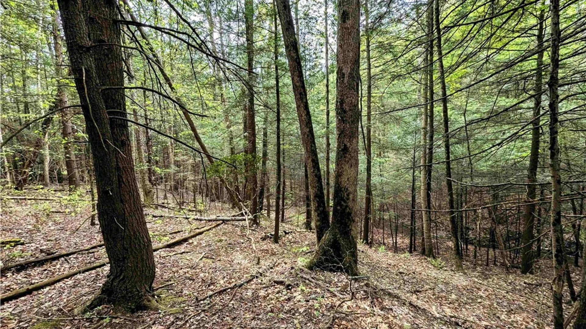 Property at Stewart Road, Tuscarora, NY 14801 5