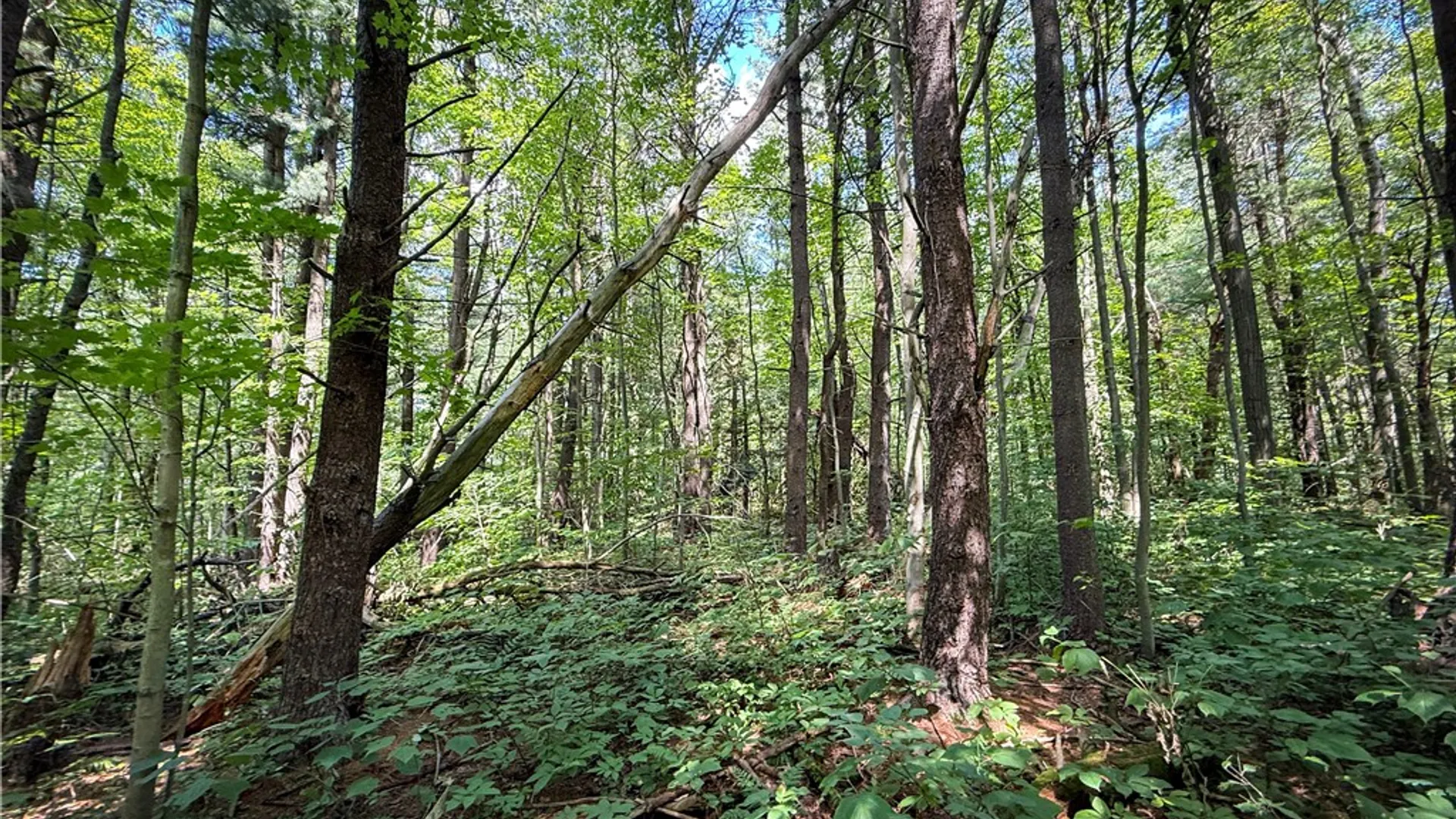 Property at 2512 Dunn Road, Italy, NY 14418 26