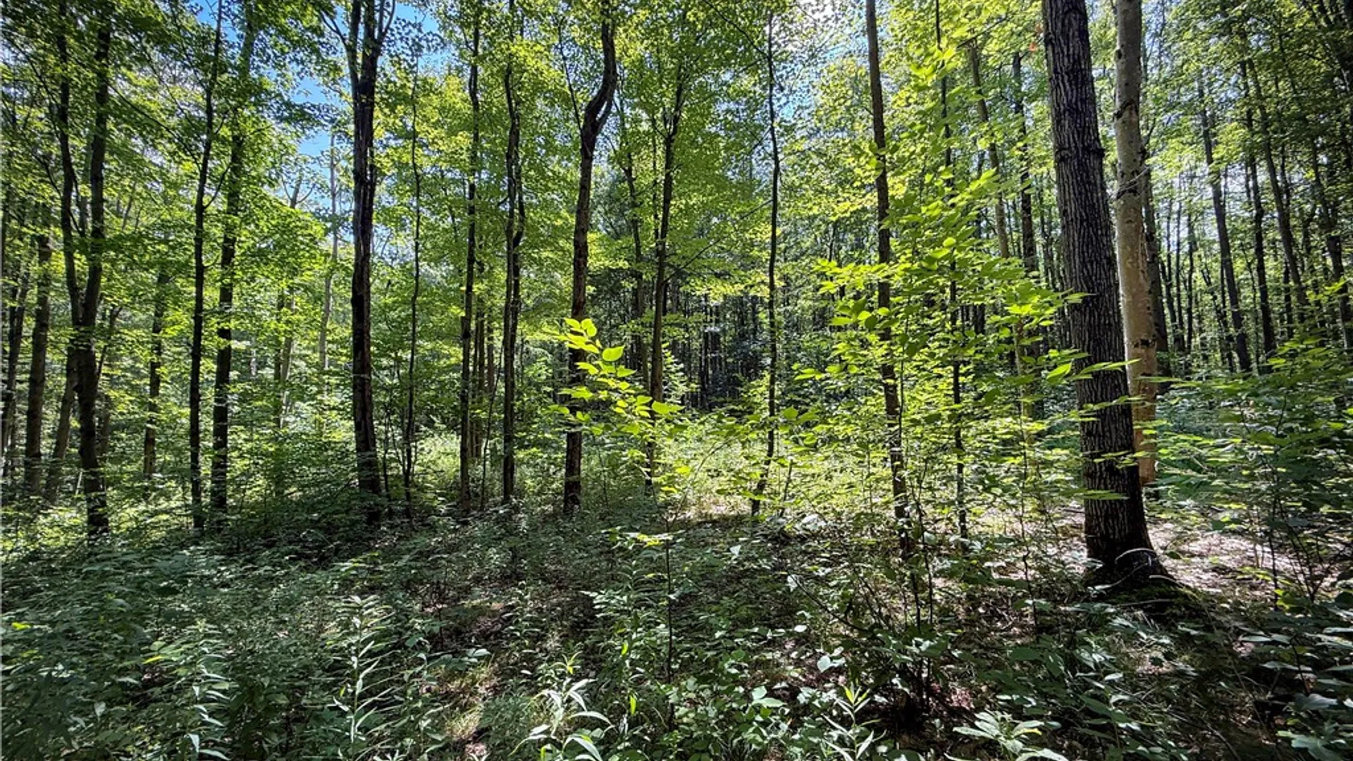 Property at 2512 Dunn Road, Italy, NY 14418 43