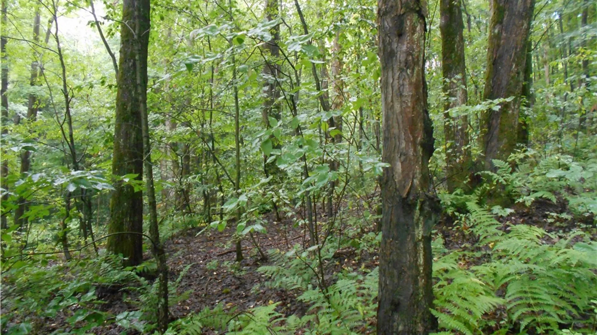 Property at 3645 Route 242, Machias, NY 14101 48