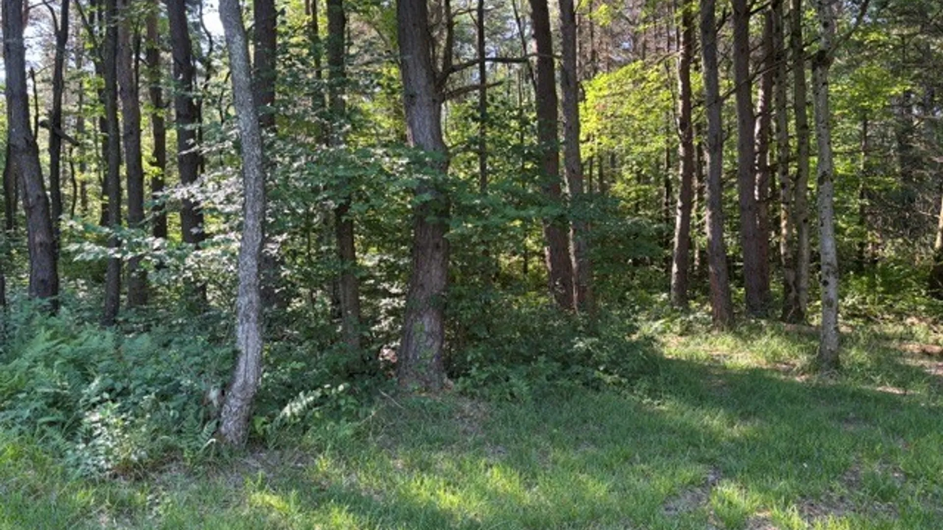 Property at 1198 Abbott Road, Lyndon, NY 14727 24