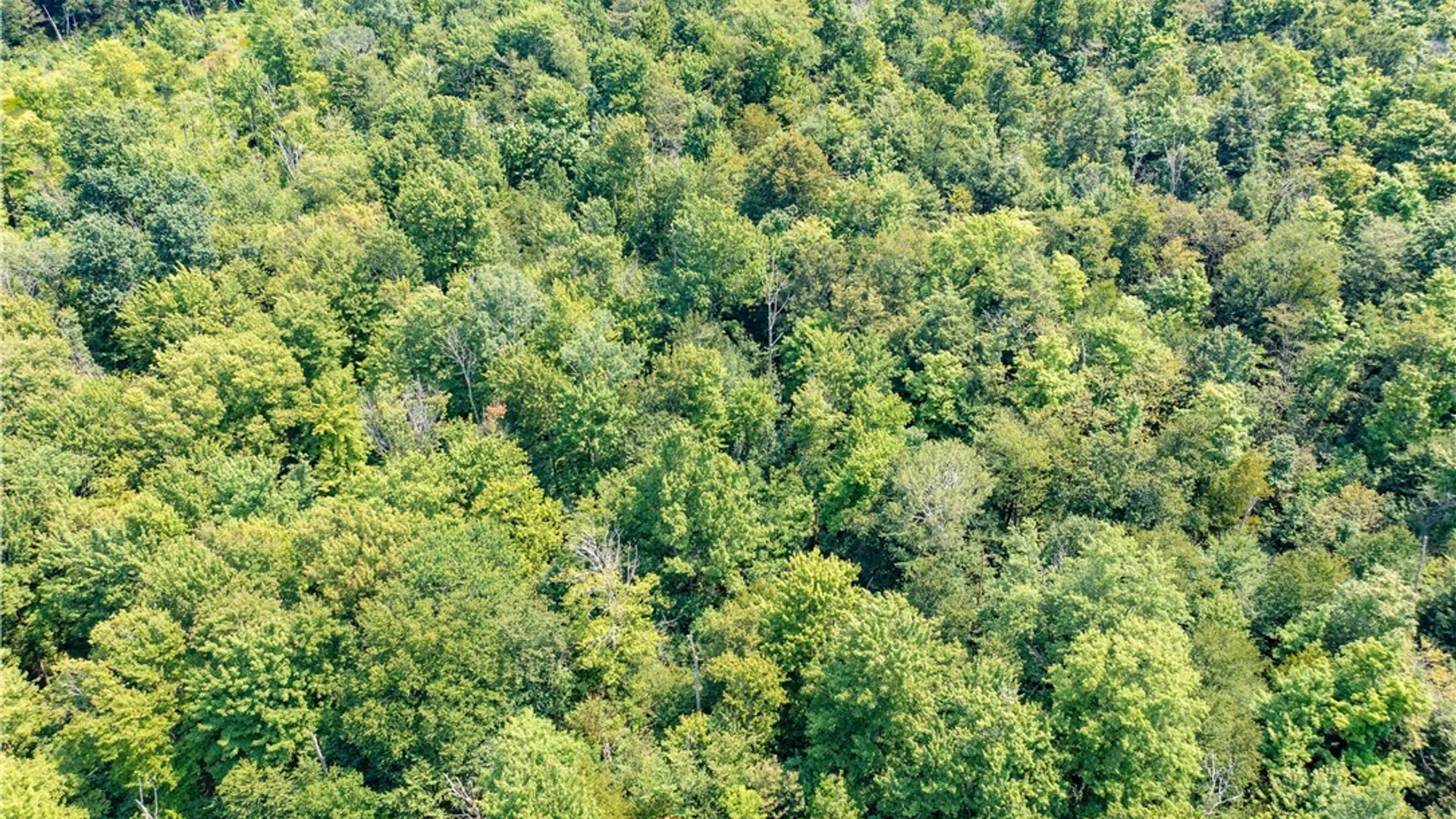 Property at 5184 Route 76, Ripley, NY 14775 45
