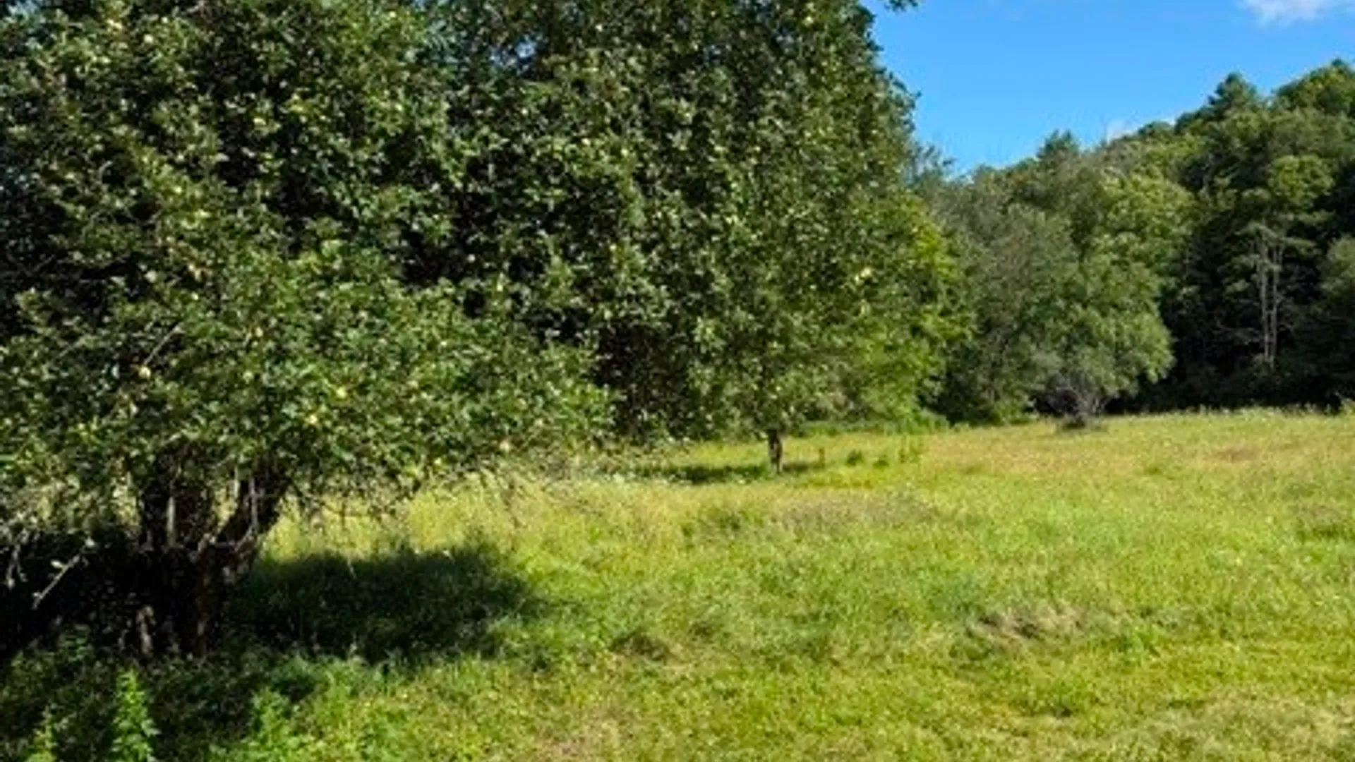 Property at 304 Hulbert Hollow Road, Spencer, NY 14883 16