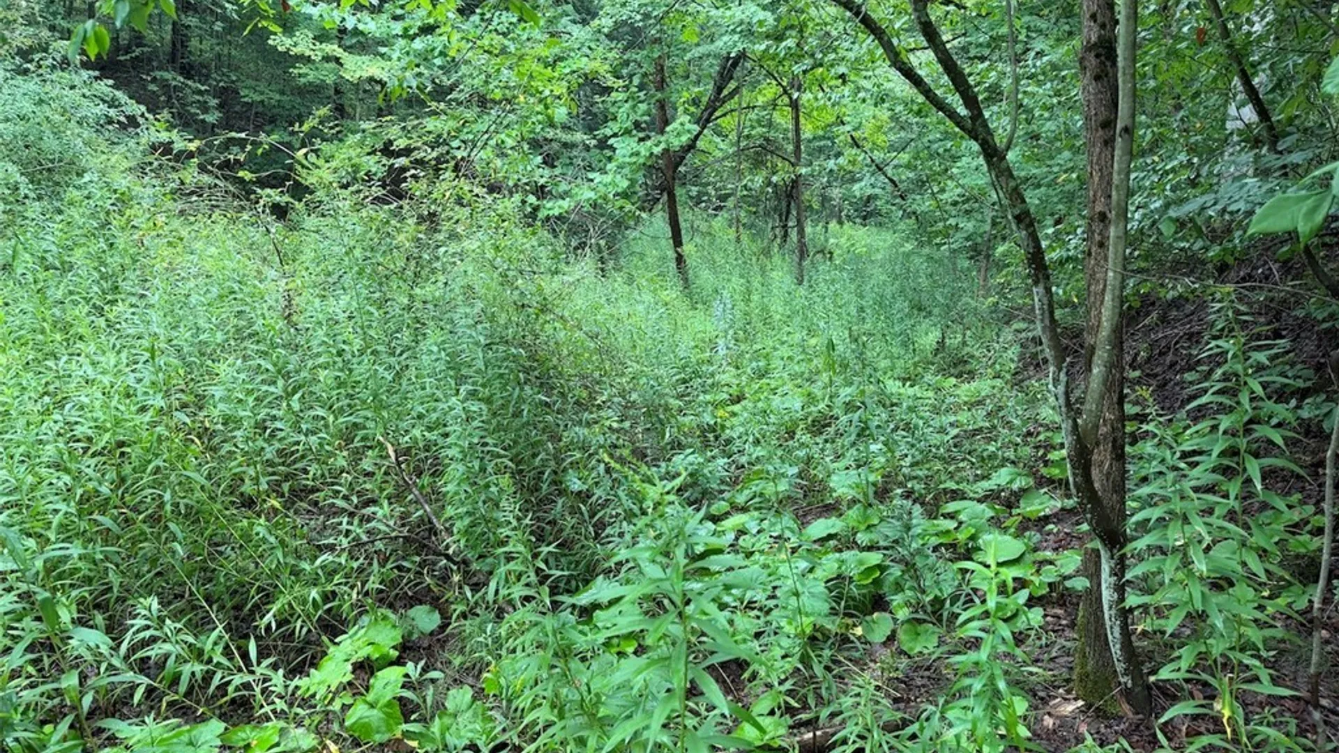 Property at Creek Road, Sardinia, NY 14134 5