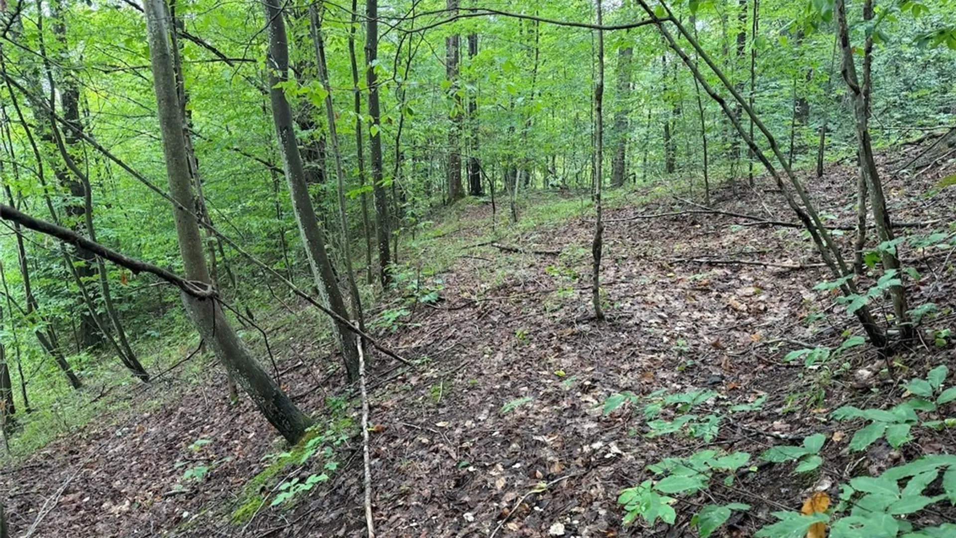 Property at Creek Road, Sardinia, NY 14134 8