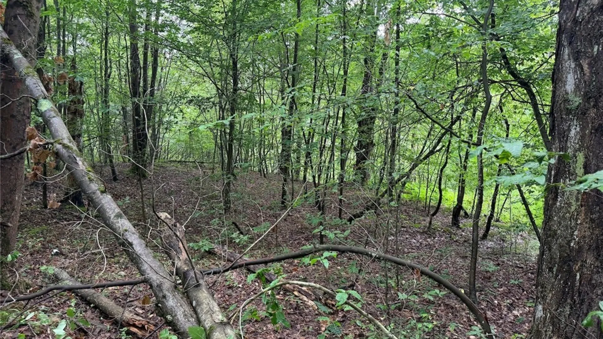 Property at Creek Road, Sardinia, NY 14134 9