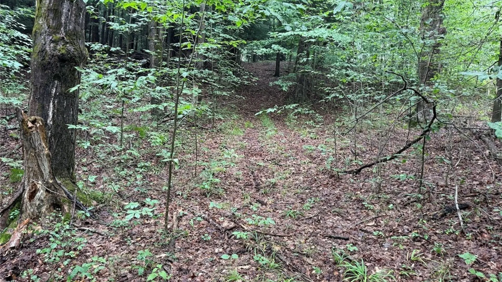 Property at Creek Road, Sardinia, NY 14134 10