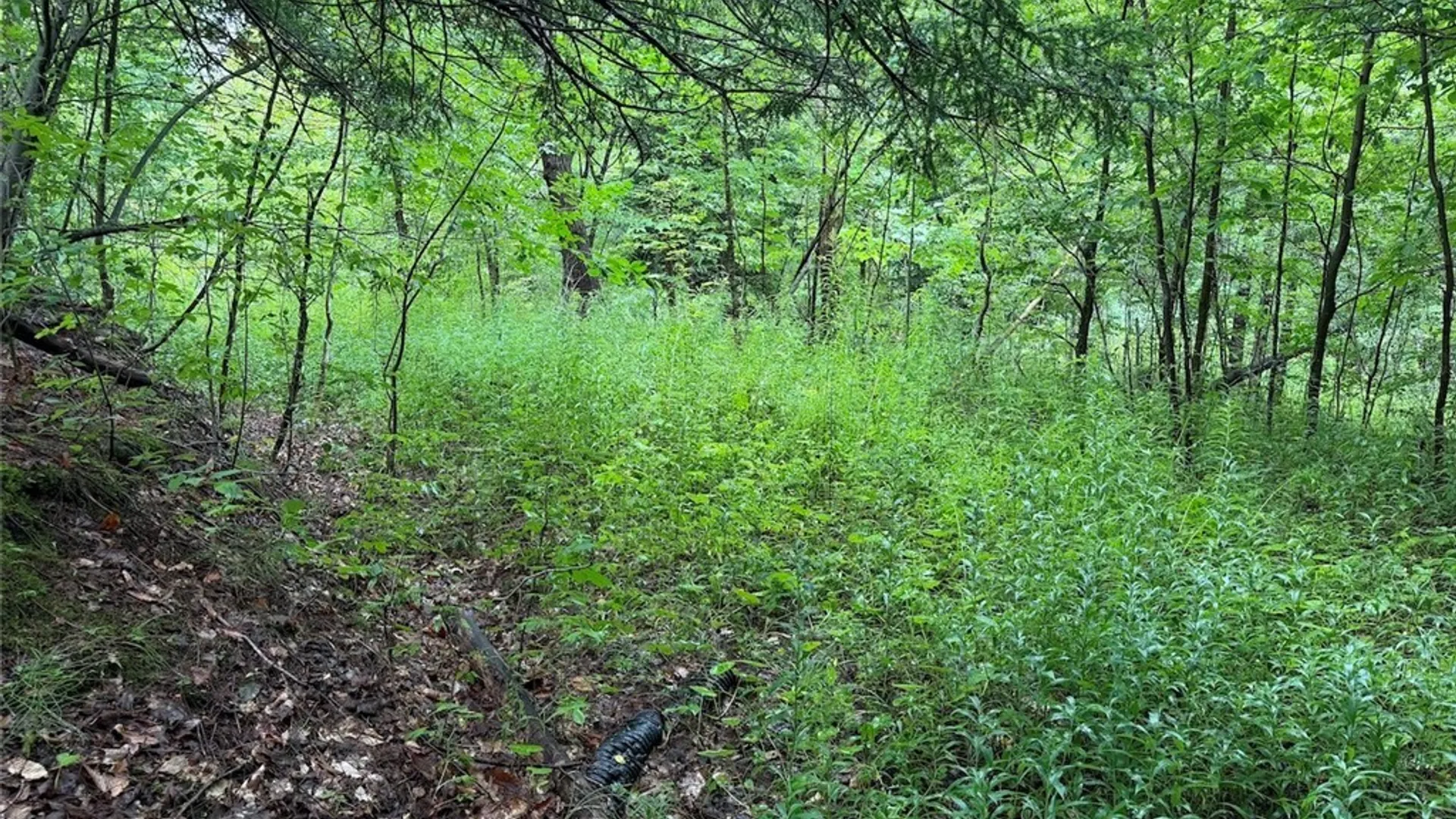 Property at Creek Road, Sardinia, NY 14134 14