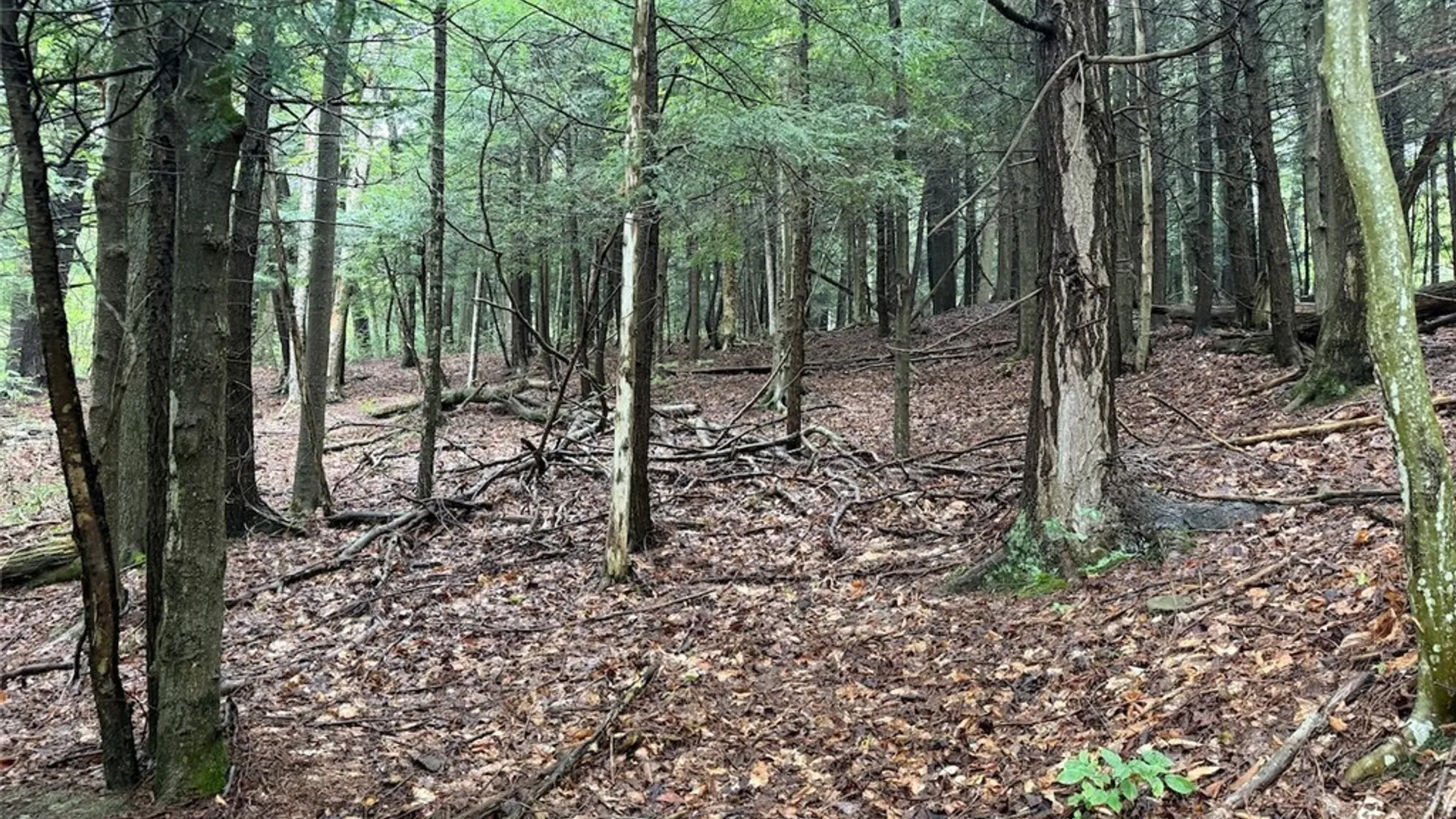 Property at Creek Road, Sardinia, NY 14134 15