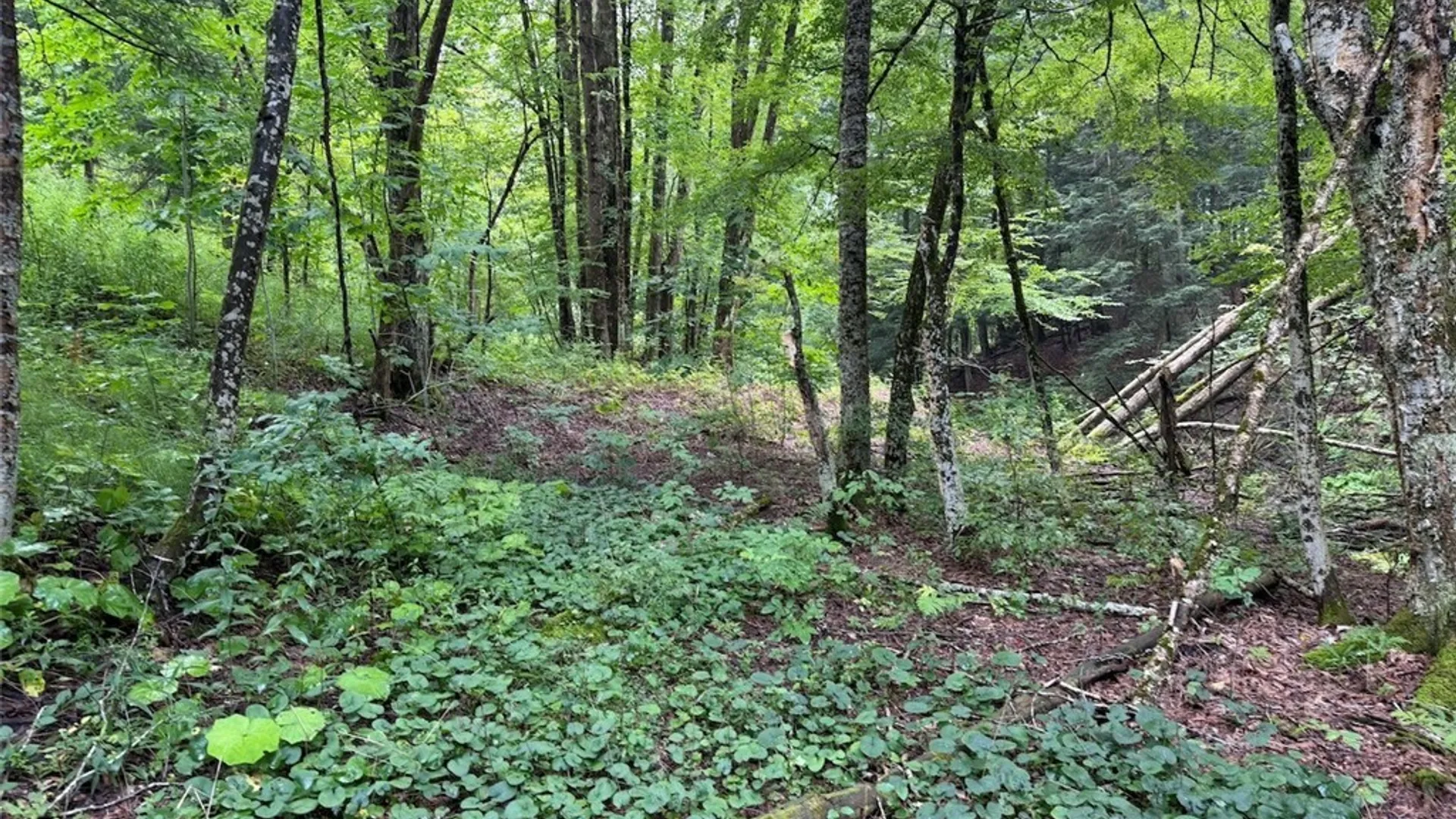 Property at Creek Road, Sardinia, NY 14134 17